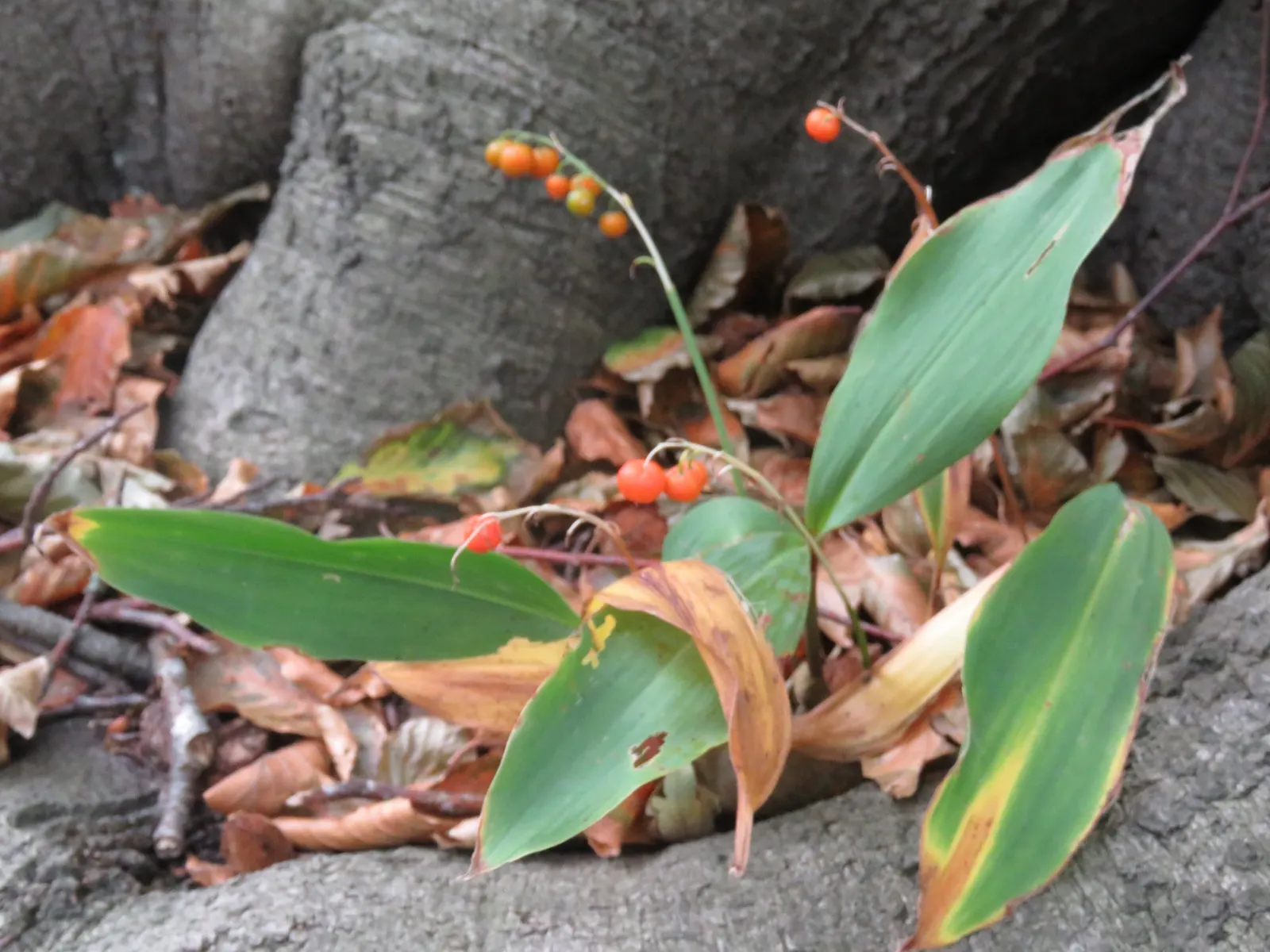 Lily-Of-The-Valley (Convallaria Majalis) — Spreads vigorously through rhizomes, ideal for woodland gardens; it thrives in partial to full shade and, image 67