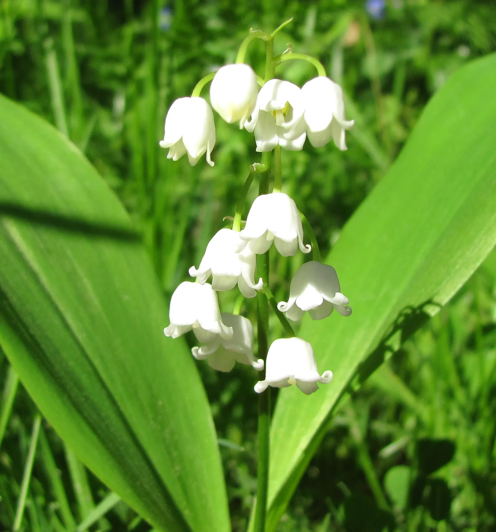 Lily-Of-The-Valley (Convallaria Majalis) — ground cover / perennial for half or shade; its picturesque look and olfactory allure certainly make it, image 48