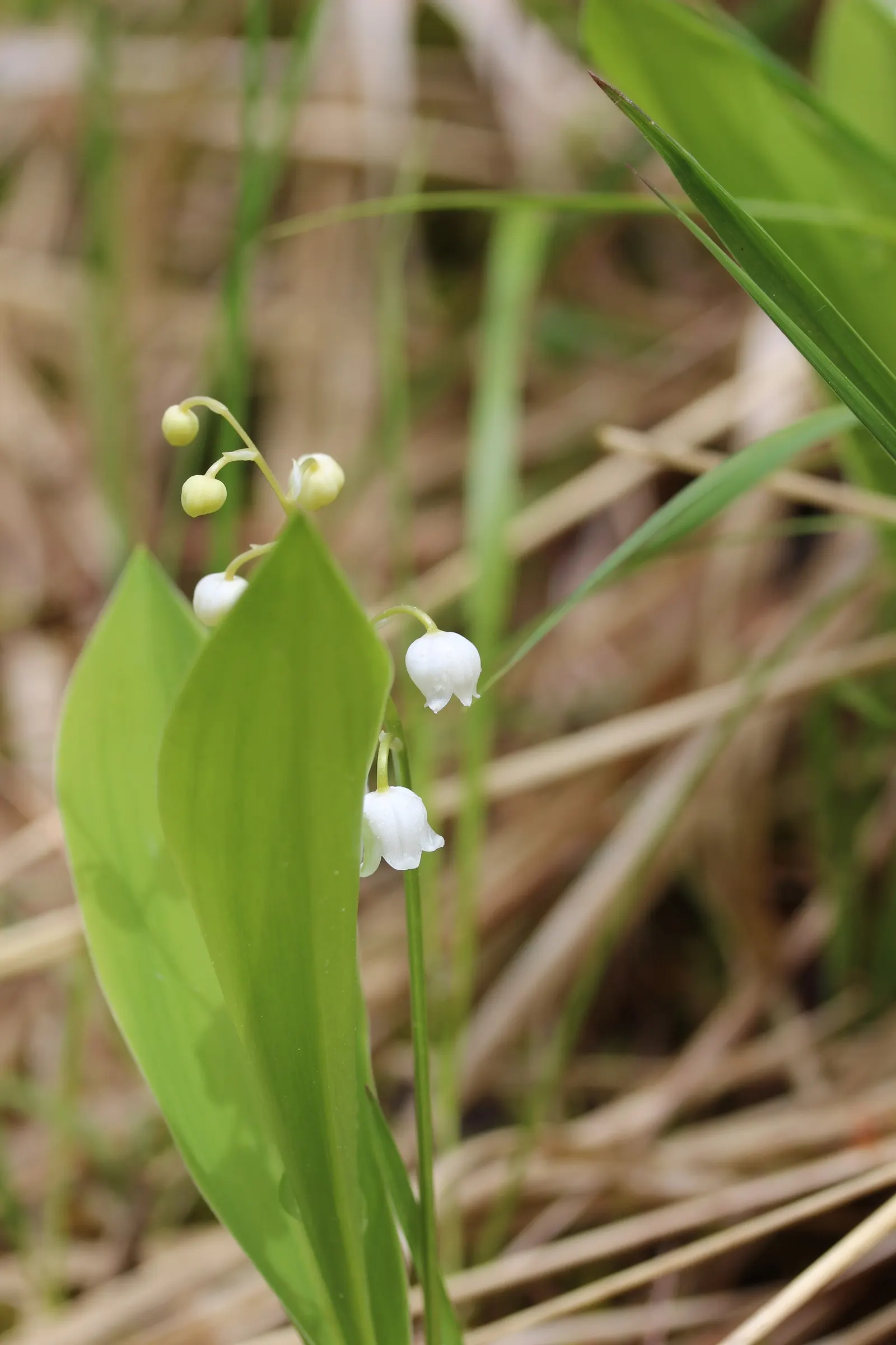 Lily-Of-The-Valley (Convallaria Majalis) — ground cover / perennial for half or shade; its picturesque look and olfactory allure certainly make it, image 64