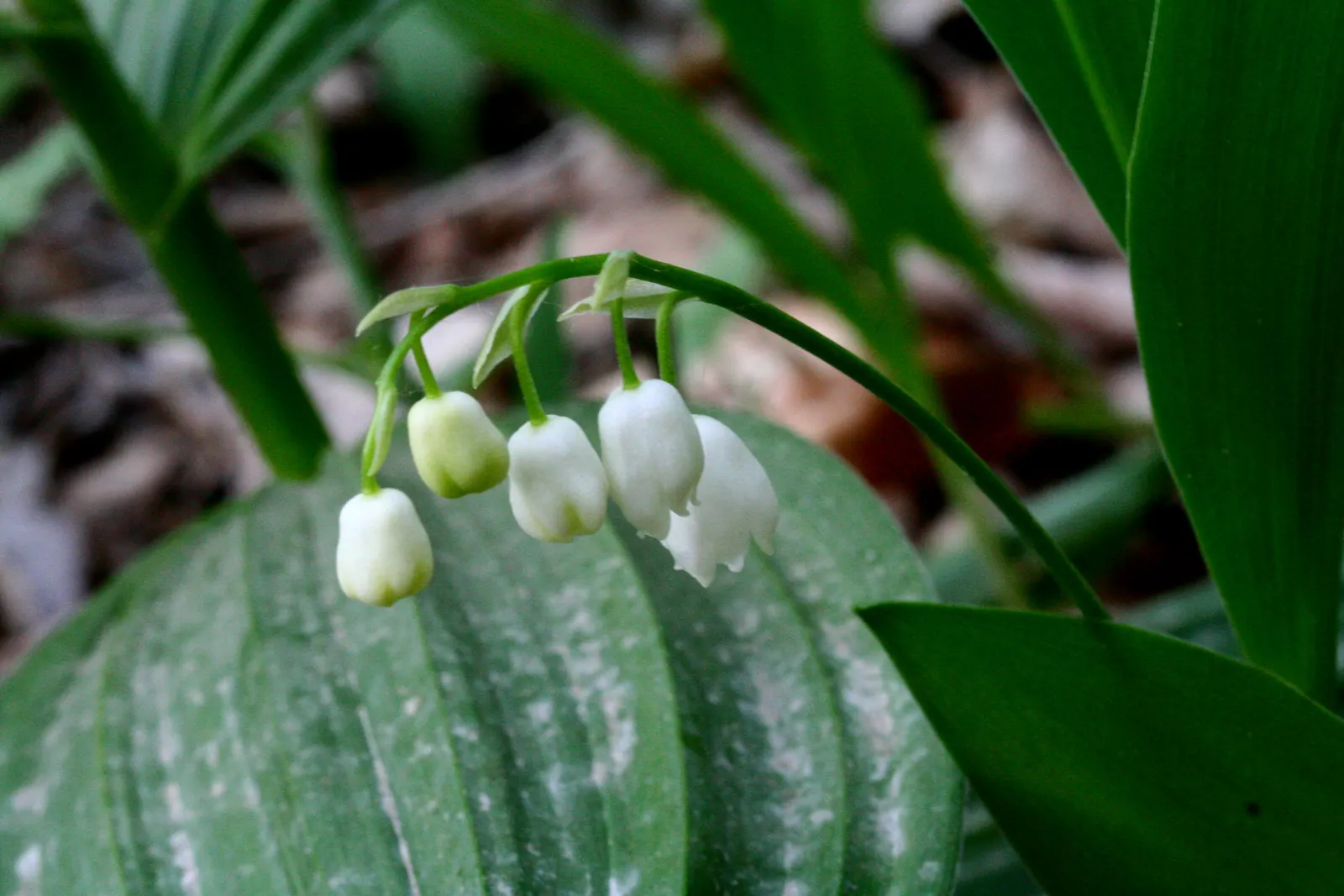 Lily-Of-The-Valley (Convallaria Majalis) — well-drained soil with a slightly acidic to neutral pH; zones 2-7, providing a delicate underlayer or, image 72