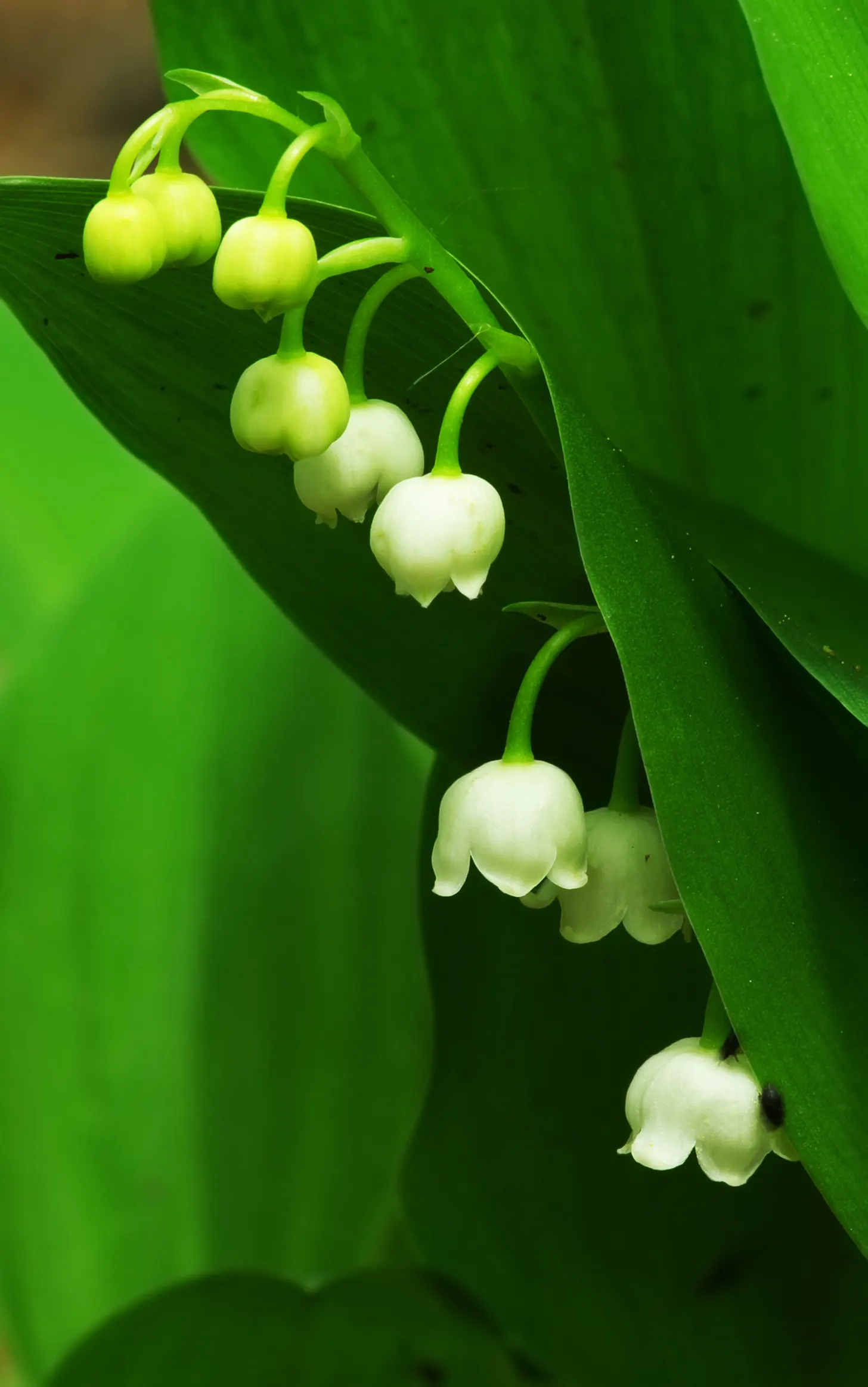 Lily-Of-The-Valley (Convallaria Majalis) — Beware: All parts are toxic if ingested; in late spring, usually around May, you'll be greeted with delicate white