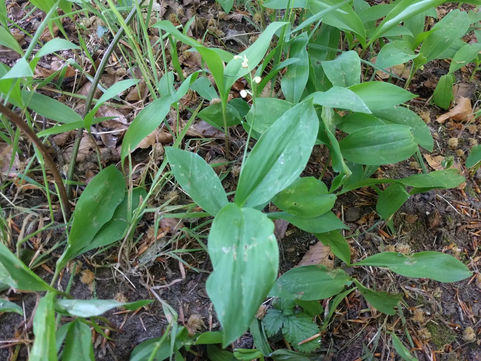 Lily-Of-The-Valley (Convallaria Majalis) — fragrant white flowers in late spring; beware: All parts are toxic if ingested