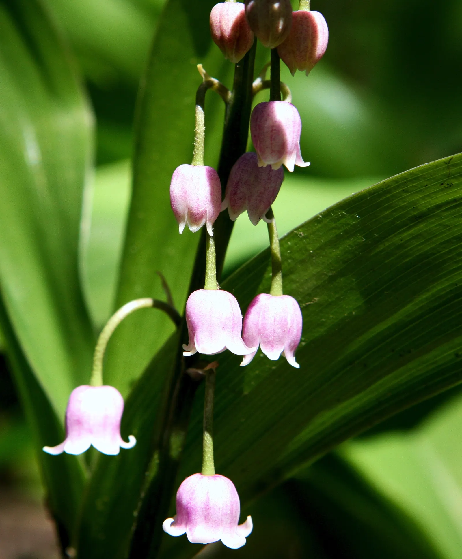 Lily-Of-The-Valley (Convallaria Majalis) — Beware: All parts are toxic if ingested; in late spring, usually around May, you'll be greeted with, image 84
