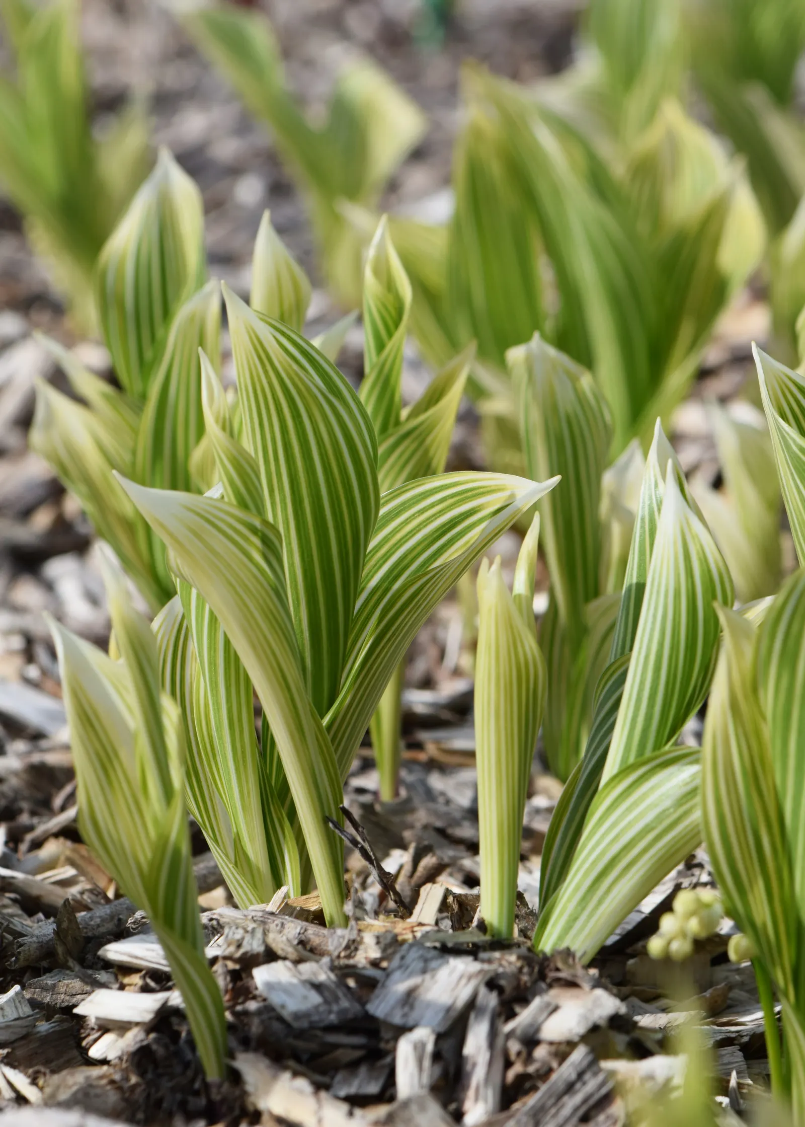 Lily-Of-The-Valley (Convallaria Majalis) — well-drained soil with a slightly acidic to neutral pH; zones 2-7, providing a delicate underlayer or, image 104