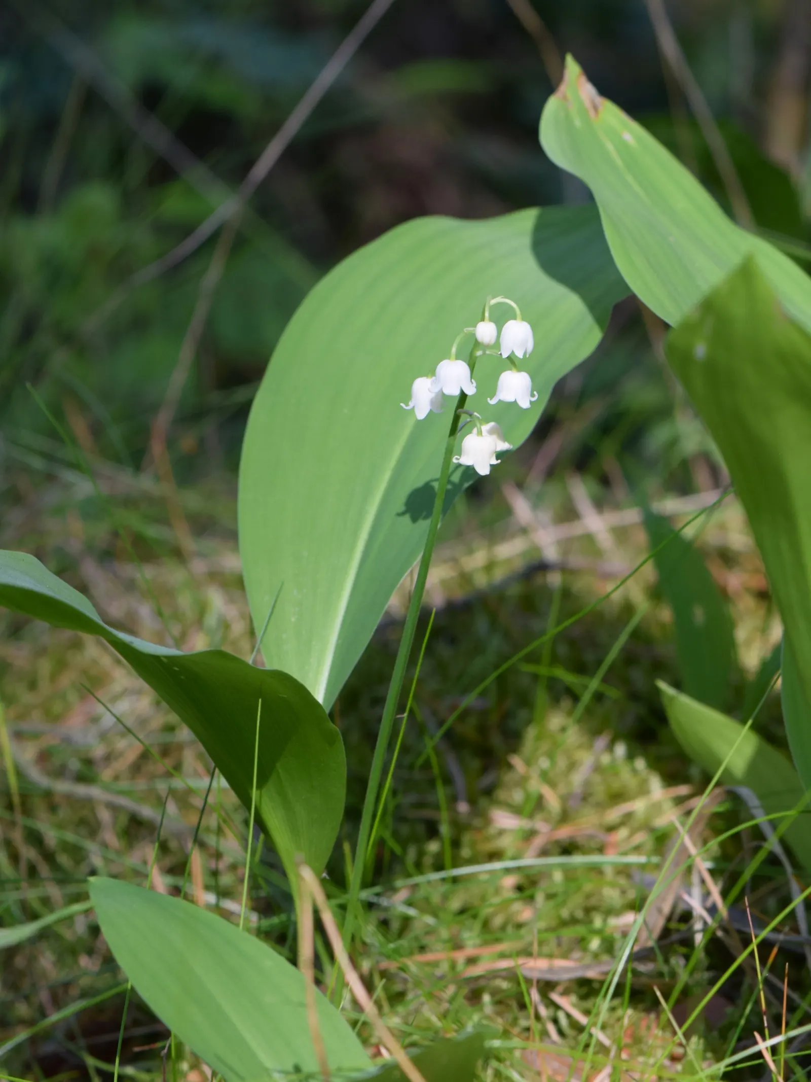 Lily-Of-The-Valley (Convallaria Majalis) — its picturesque look and olfactory allure certainly make it a worthwhile addition to any shade garden, image 61