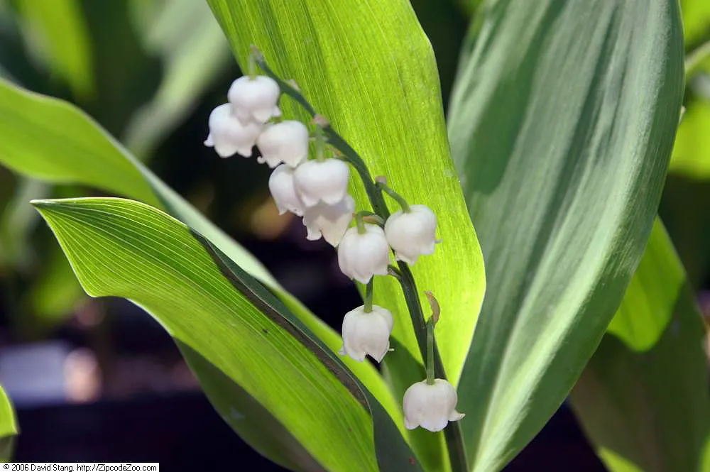 Lily-Of-The-Valley (Convallaria Majalis) — well-drained soil with a slightly acidic to neutral pH; zones 2-7, providing a delicate underlayer or, image 88