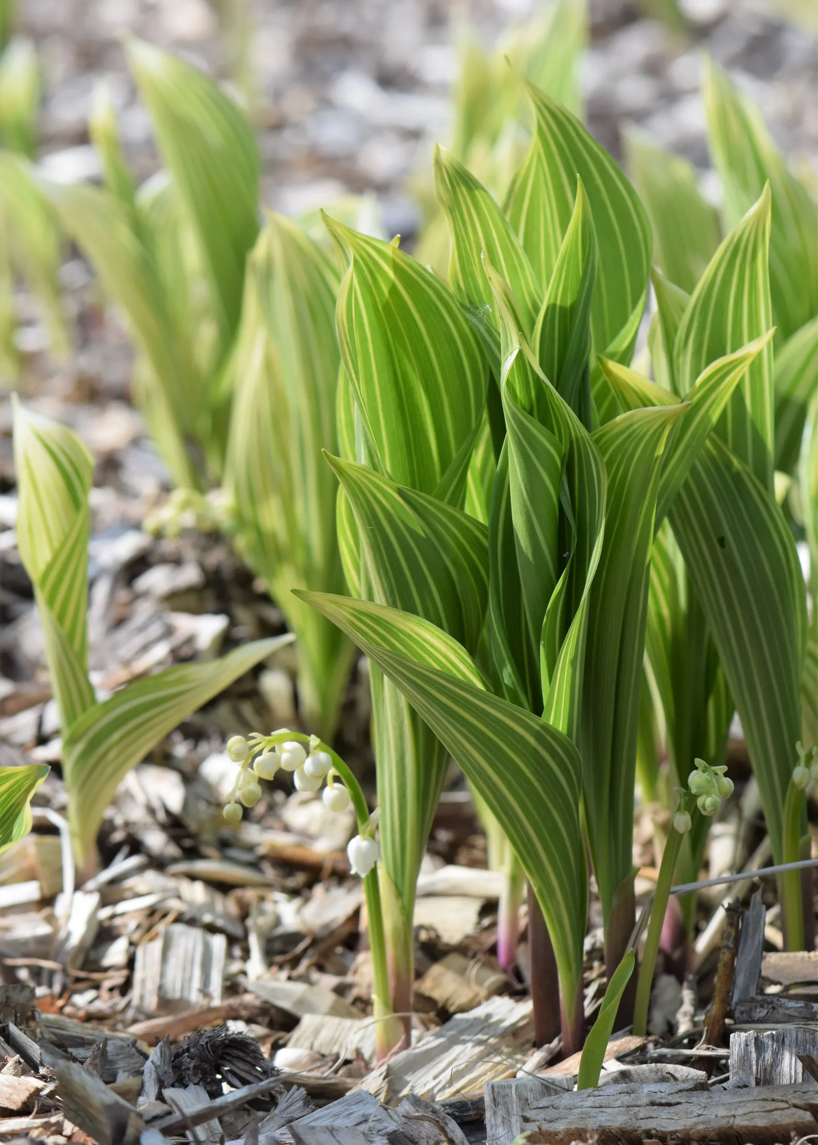 Lily-Of-The-Valley (Convallaria Majalis) — note that all parts of the plant are highly toxic if ingested; consider its utility as a ground cover, image 91
