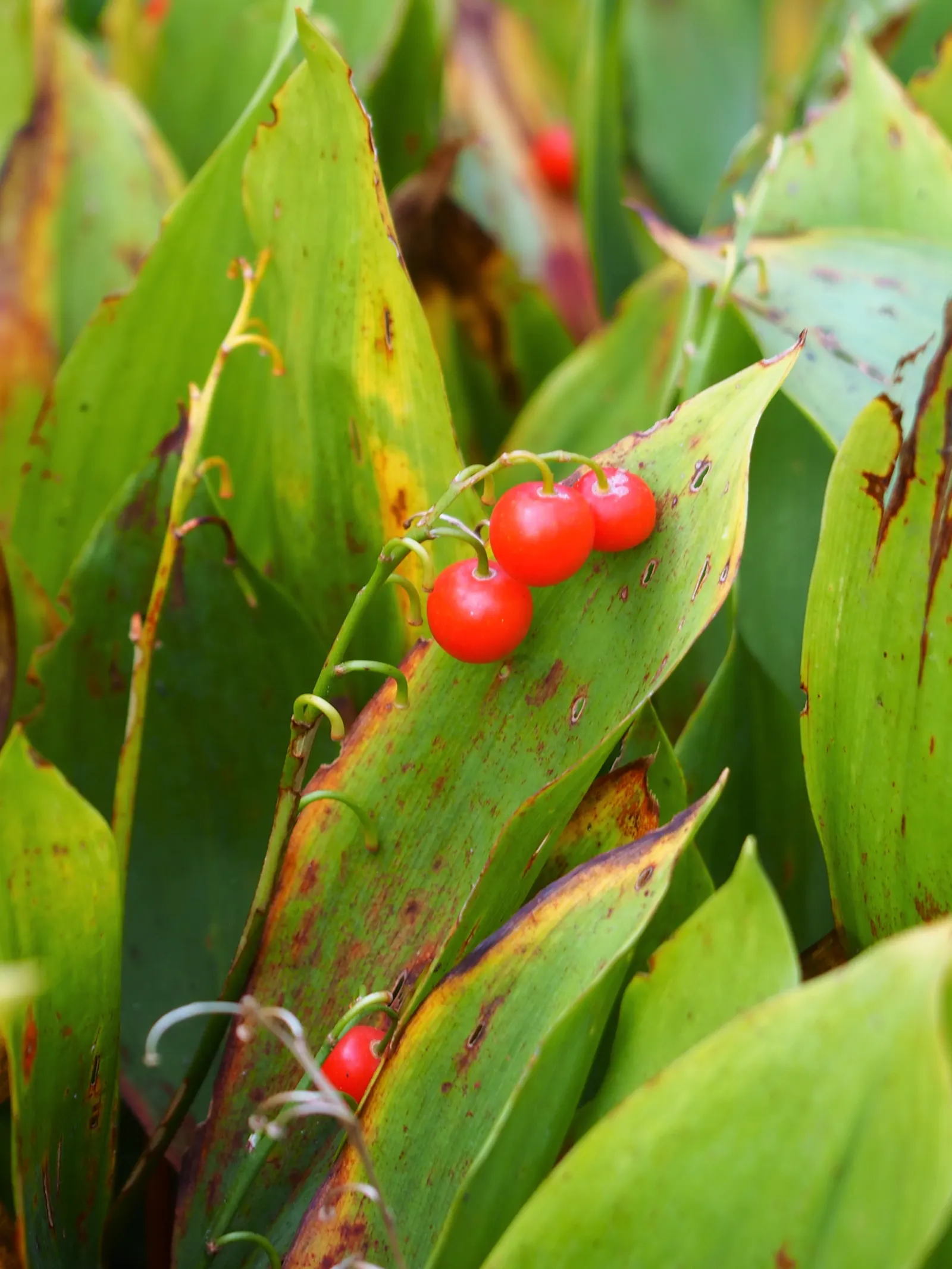 Lily-Of-The-Valley (Convallaria Majalis) — In late spring, usually around May, you'll be greeted with delicate white, sometimes pink-tinged, flowers