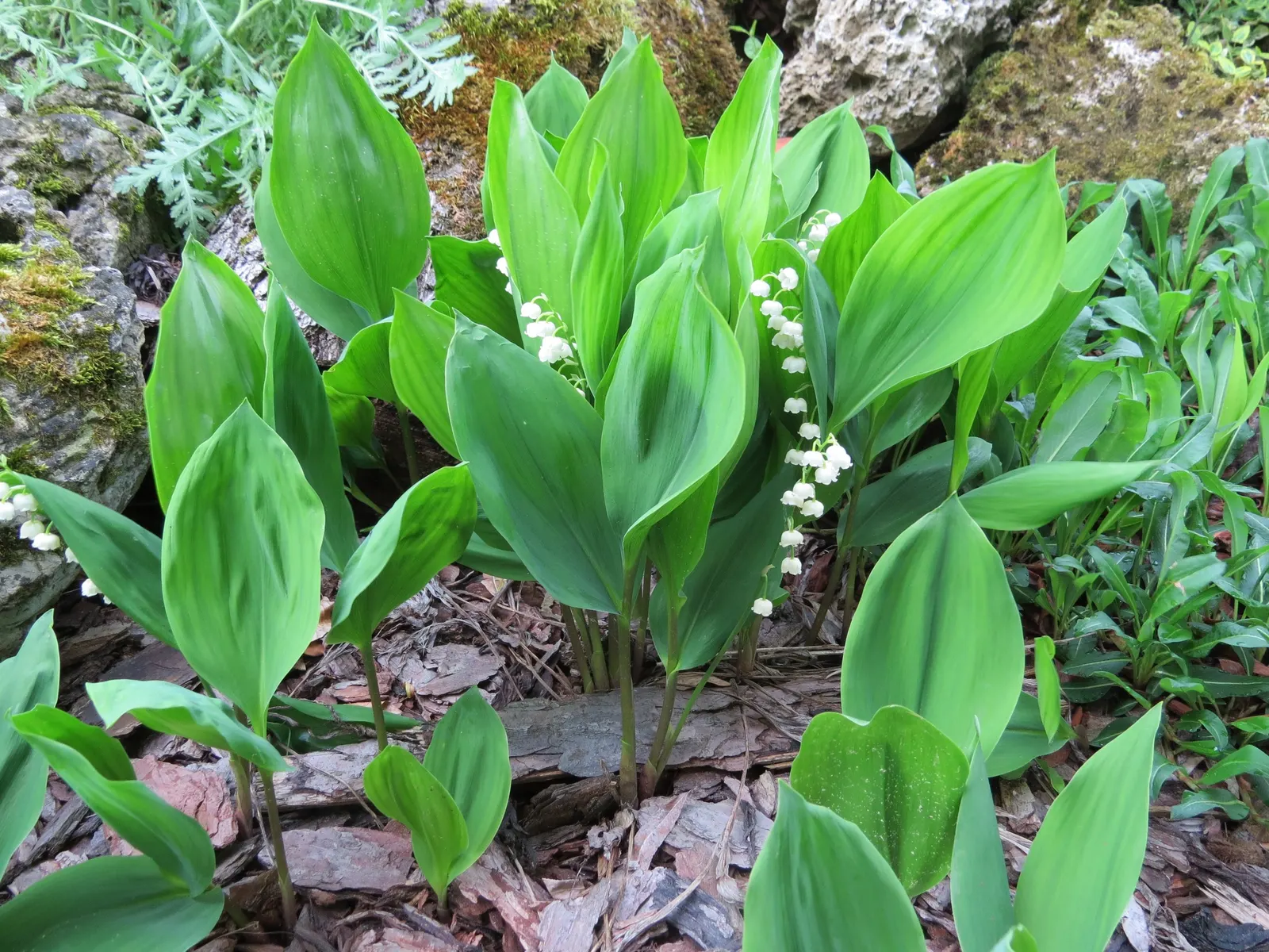 Lily-Of-The-Valley (Convallaria Majalis) — Spreads vigorously through rhizomes, ideal for woodland gardens; it thrives in partial to full shade and, image 35