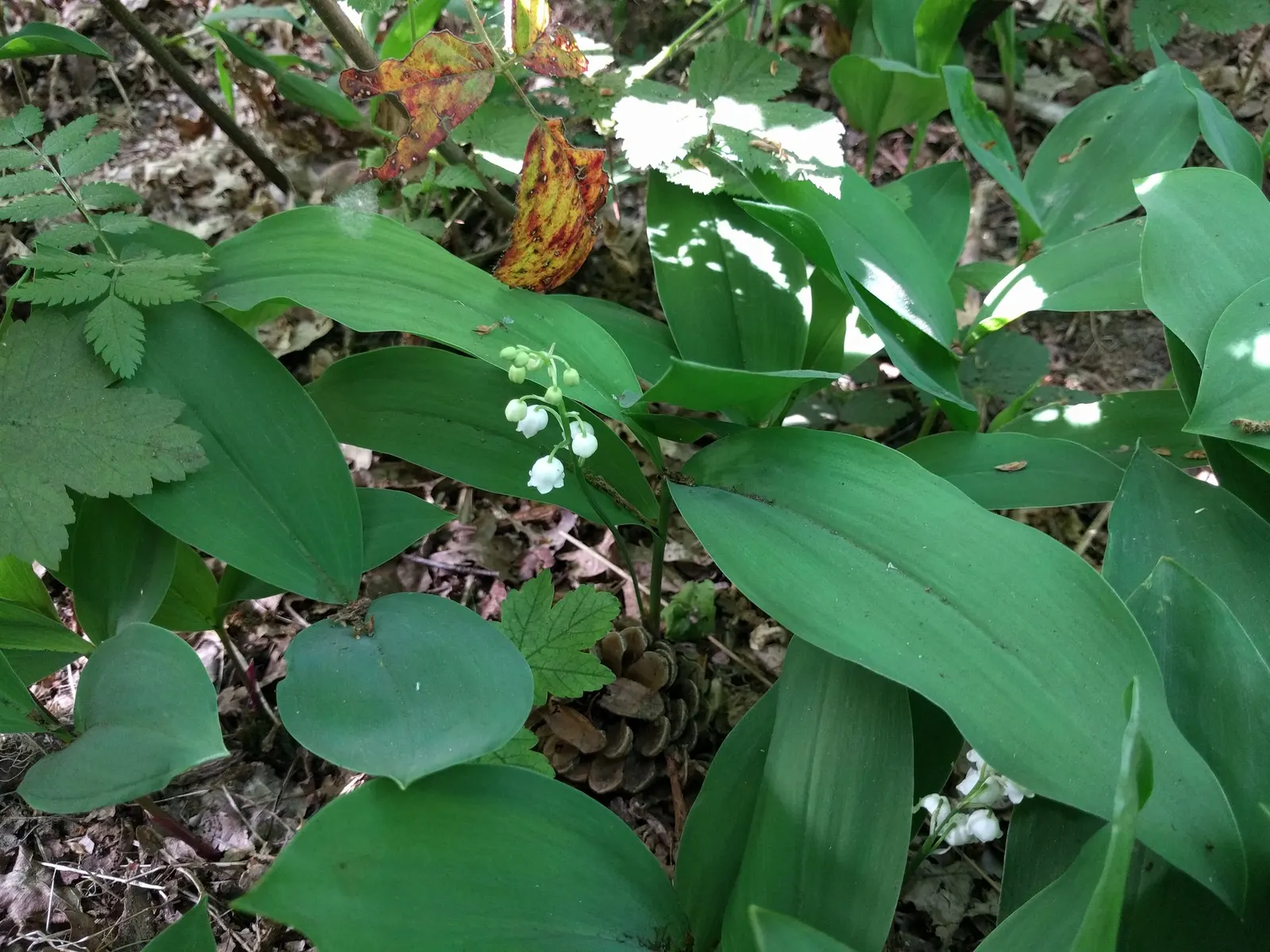 Lily-Of-The-Valley (Convallaria Majalis) — fragrant white flowers in late spring; beware: All parts are toxic if ingested, image 81
