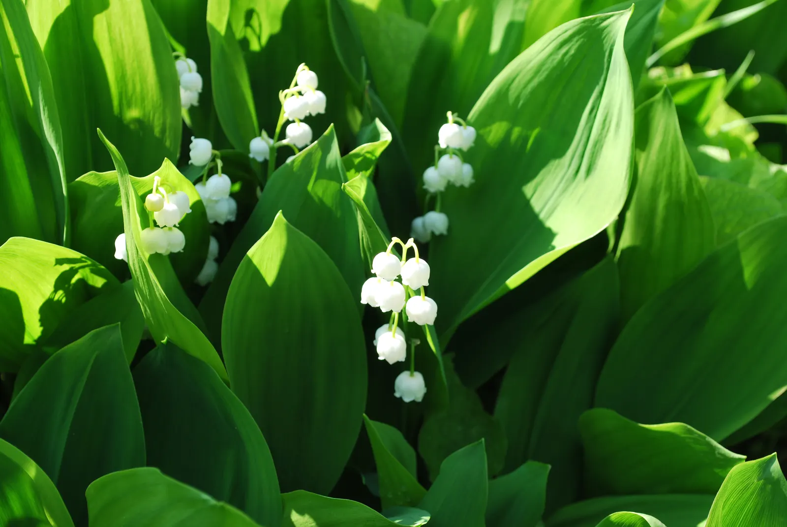 Lily-Of-The-Valley (Convallaria Majalis) — ground cover / perennial with white blooms