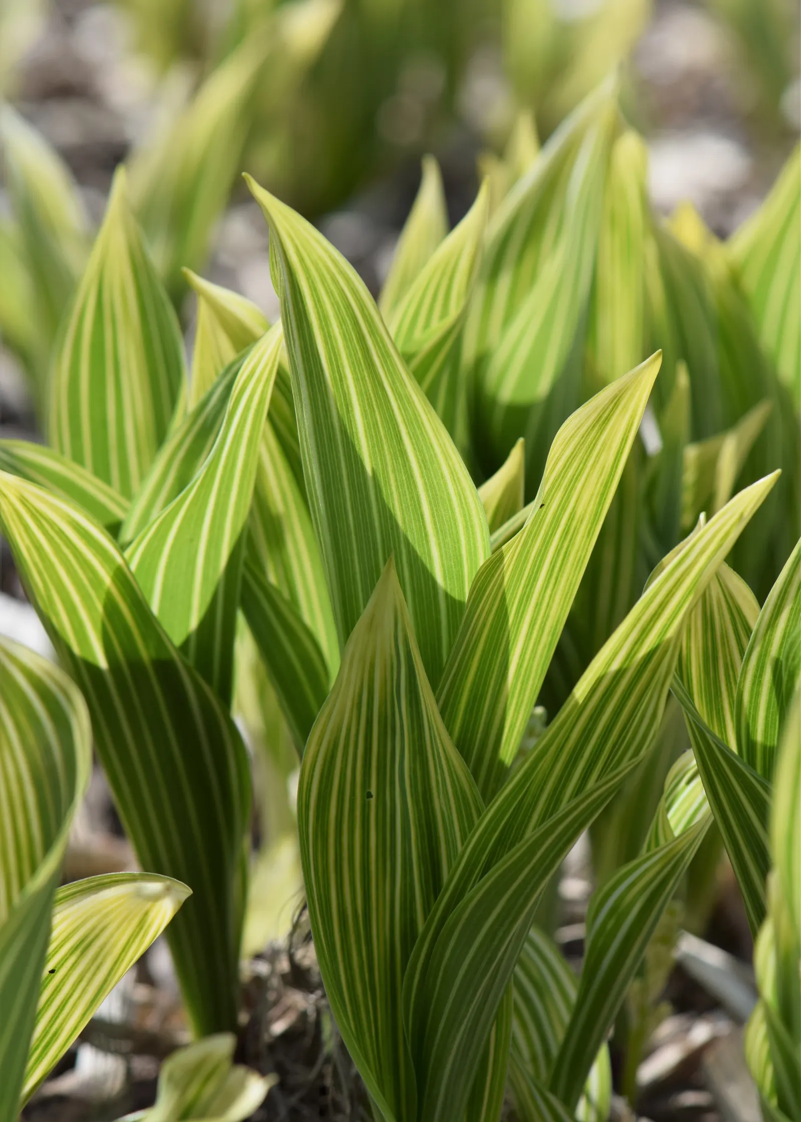 Lily-Of-The-Valley (Convallaria Majalis) — bell-shaped flowers and sweet fragrance