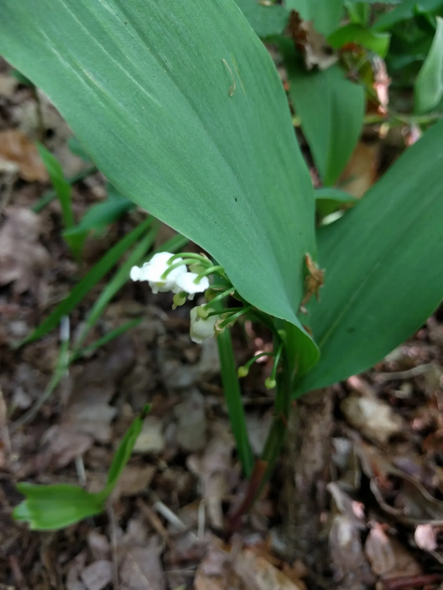 Lily-Of-The-Valley (Convallaria Majalis) — Zones 2-7, providing a delicate underlayer or edge planting with minimal maintenance requirements, image 101