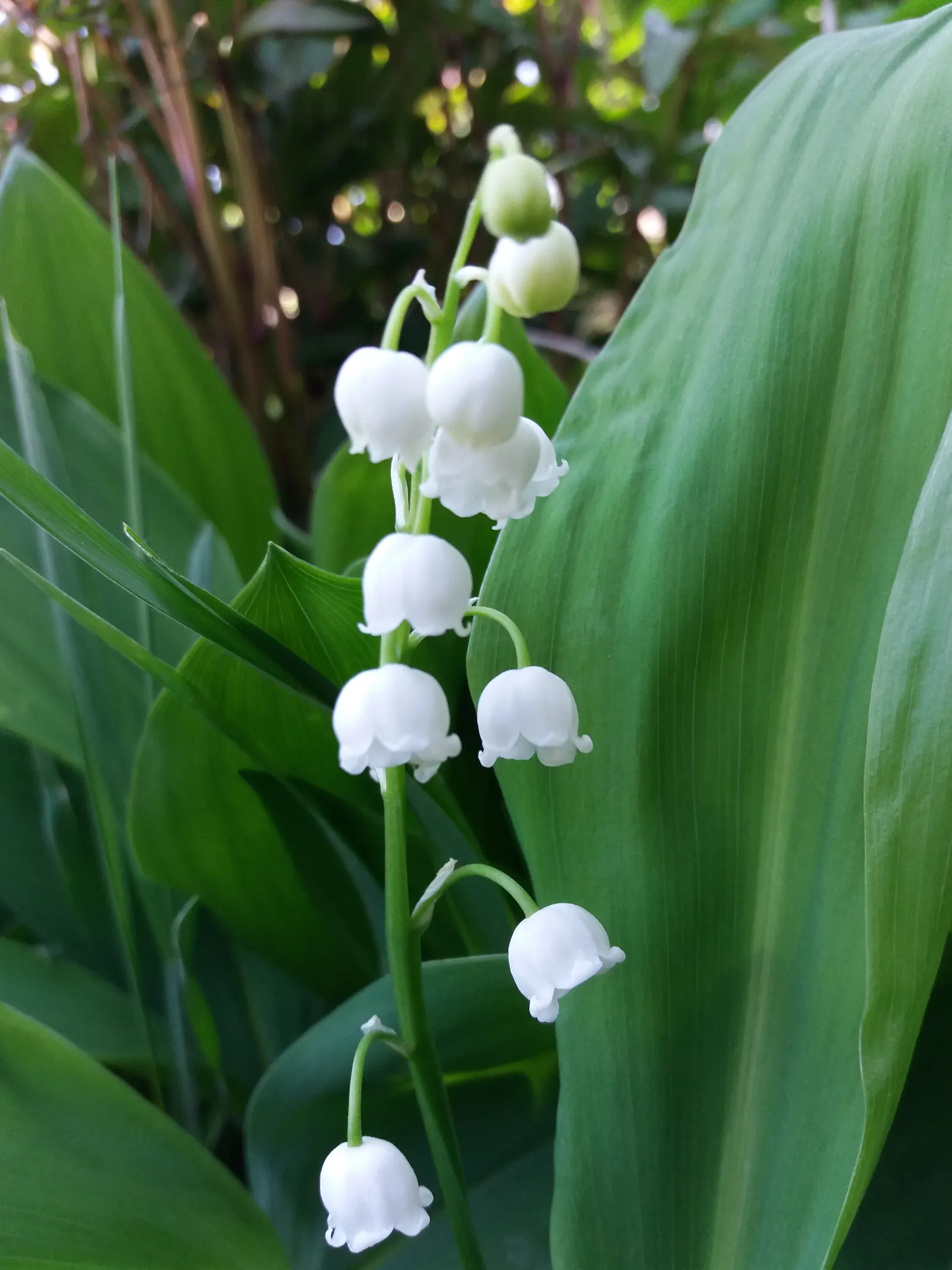 Lily-Of-The-Valley (Convallaria Majalis) — it thrives in partial to full shade and prefers moist; note that all parts of the plant are highly toxic, image 66