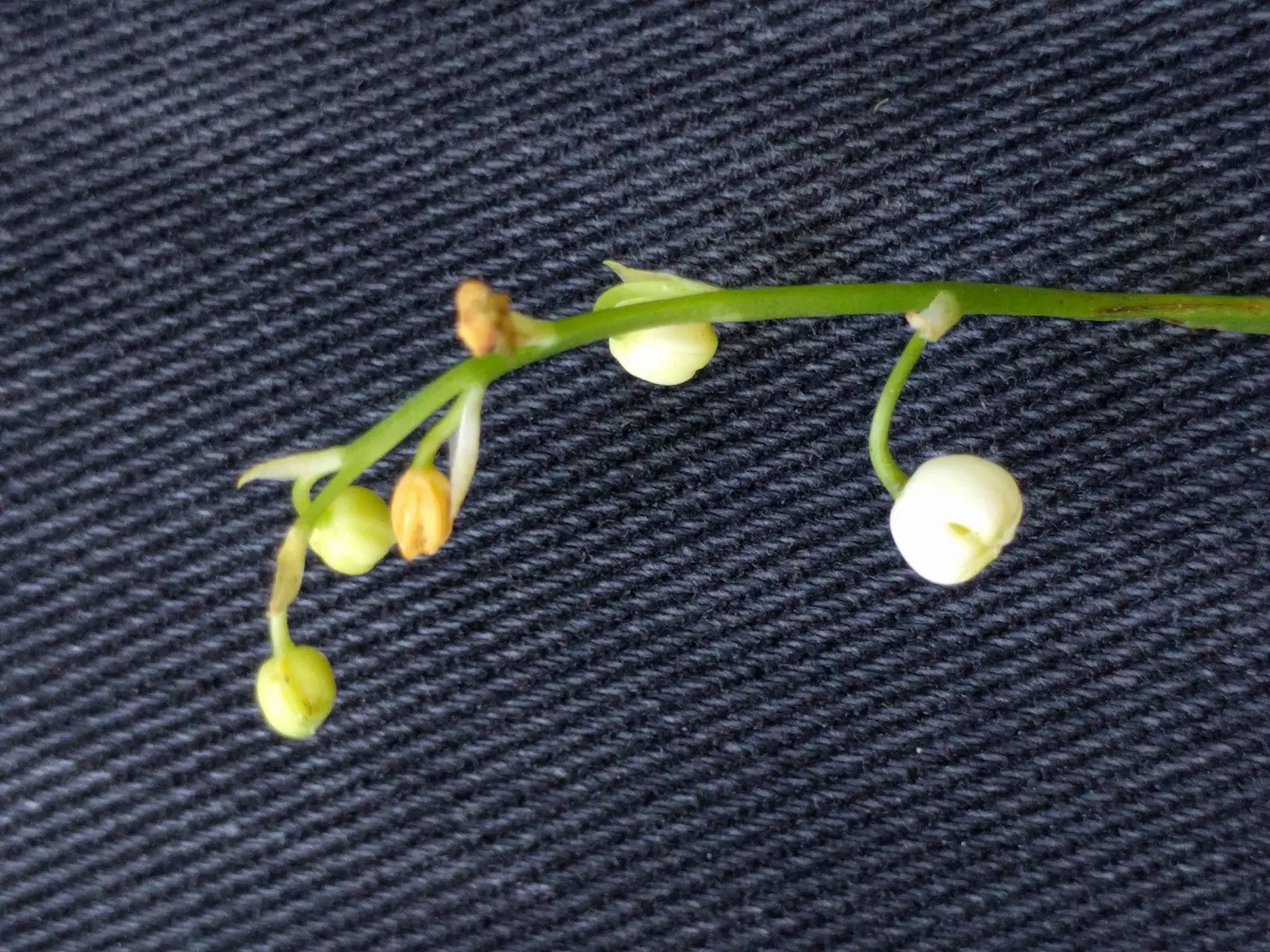 Lily-Of-The-Valley (Convallaria Majalis) — well-drained soil with a slightly acidic to neutral pH