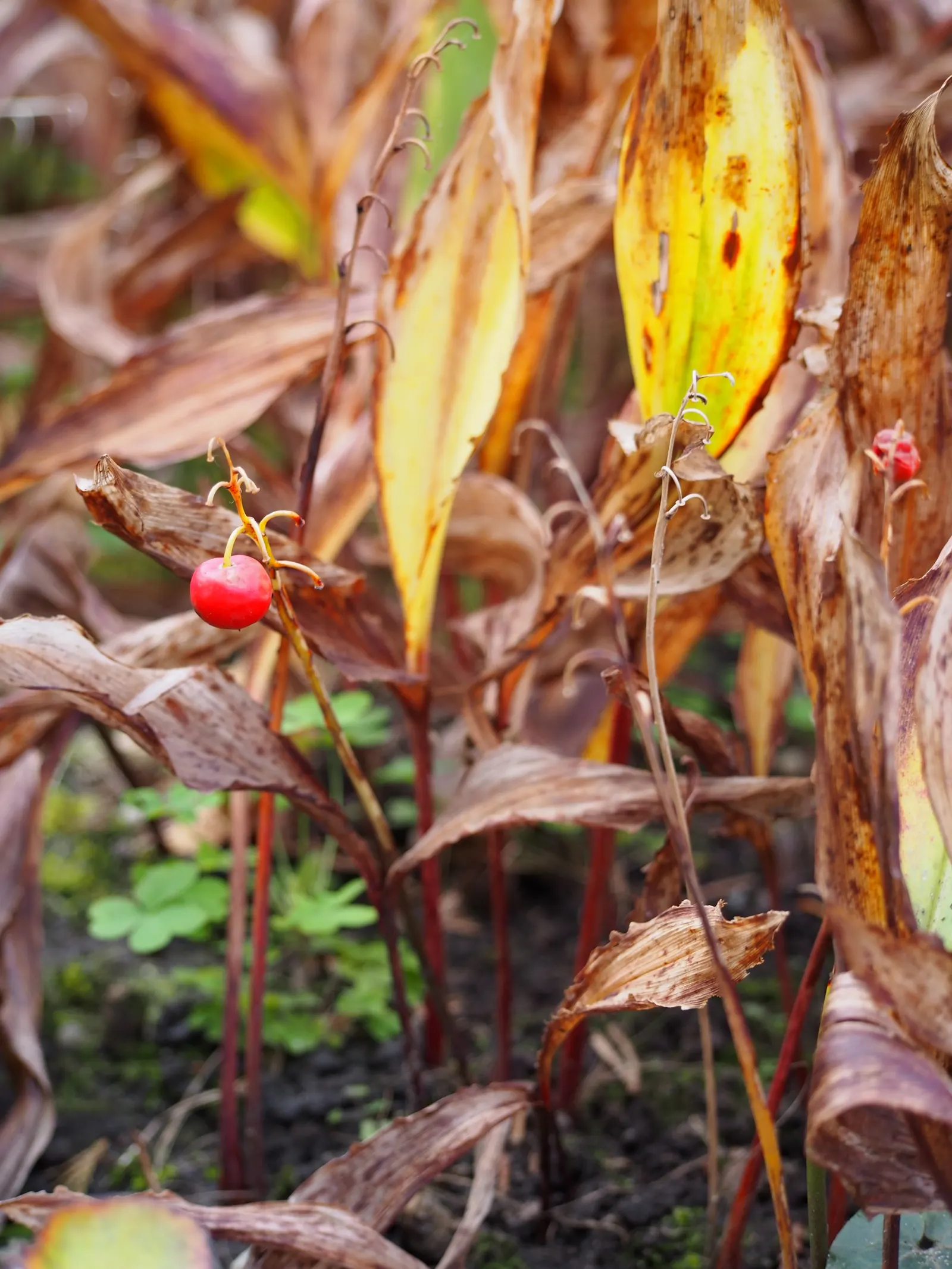 Lily-Of-The-Valley (Convallaria Majalis) — well-drained soil with a slightly acidic to neutral pH; zones 2-7, providing a delicate underlayer or edge planting
