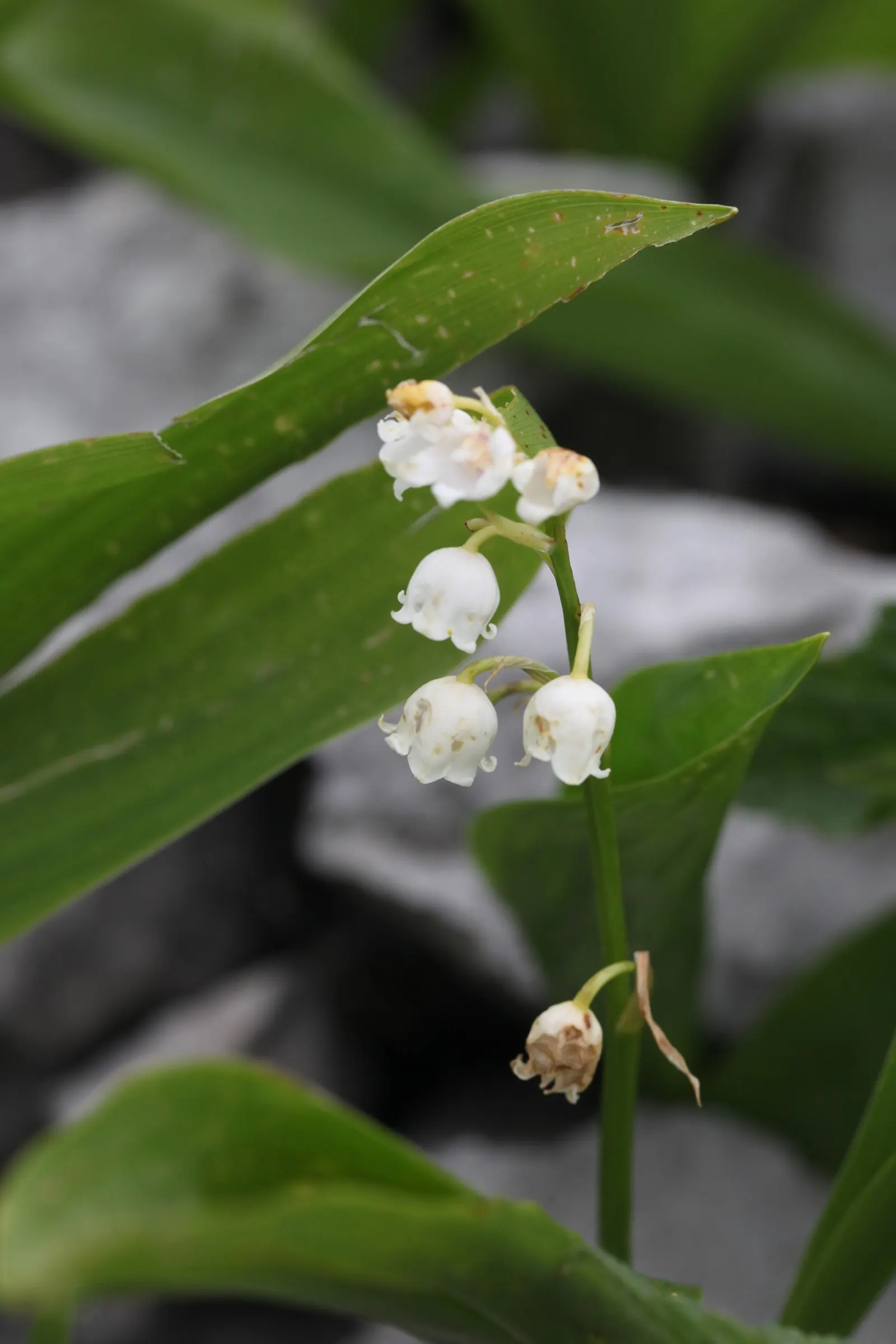 Lily-Of-The-Valley (Convallaria Majalis) — In late spring, usually around May, you'll be greeted with delicate white, sometimes pink-tinged, image 41