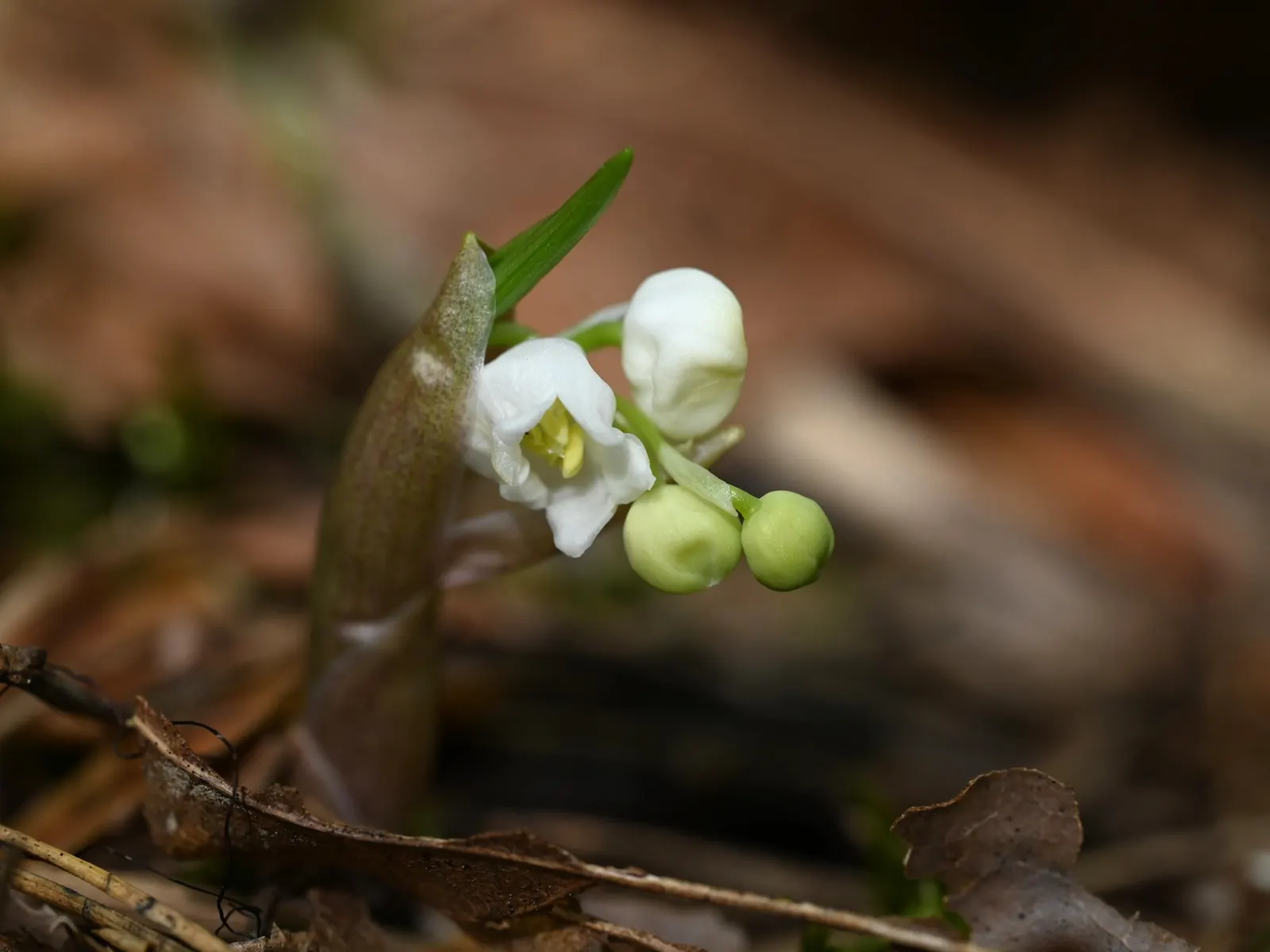 Lily-Of-The-Valley (Convallaria Majalis) — white flowers in the garden; ground cover / perennial with white blooms, image 78
