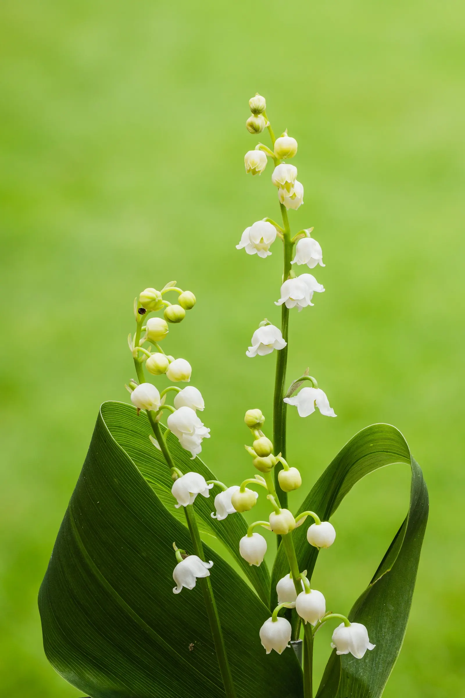 Lily-Of-The-Valley (Convallaria Majalis) — white flowers in the garden; ground cover / perennial with white blooms, image 46