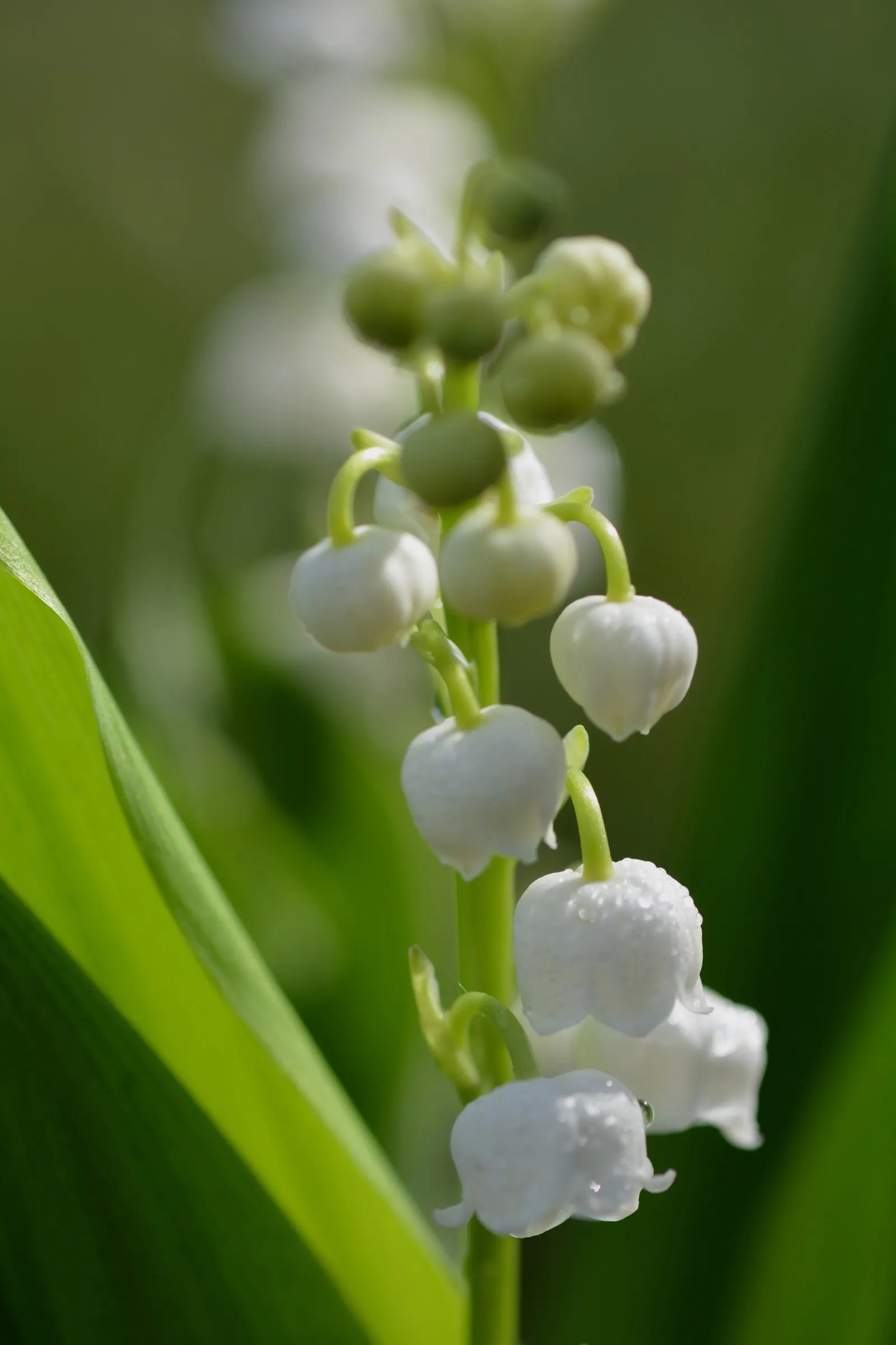 Lily-Of-The-Valley (Convallaria Majalis) — note that all parts of the plant are highly toxic if ingested