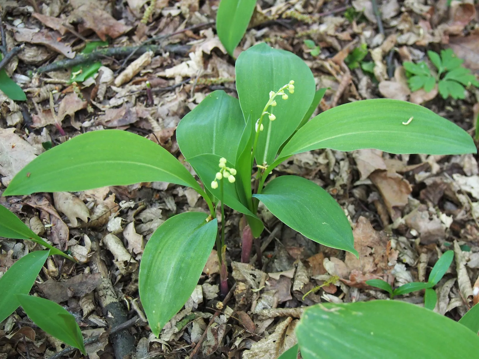 Lily-Of-The-Valley (Convallaria Majalis) — it thrives in partial to full shade; white flowers in the garden