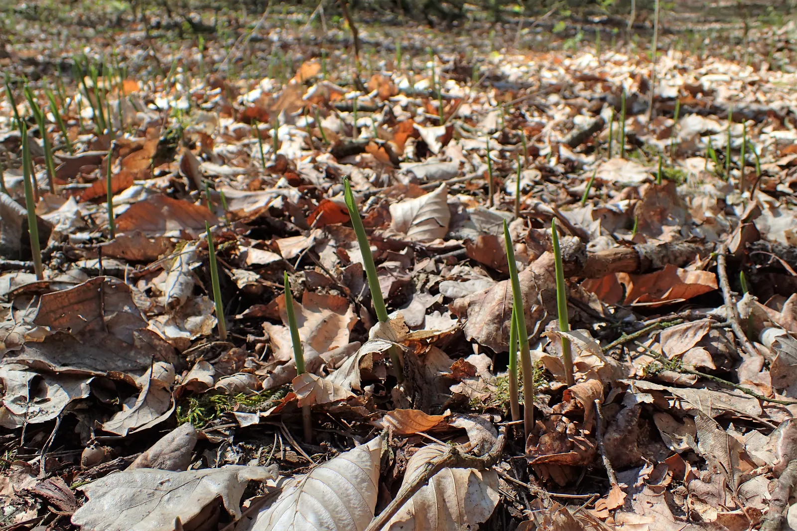 Lily-Of-The-Valley (Convallaria Majalis) — it thrives in partial to full shade and prefers moist; note that all parts of the plant are highly toxic, image 50