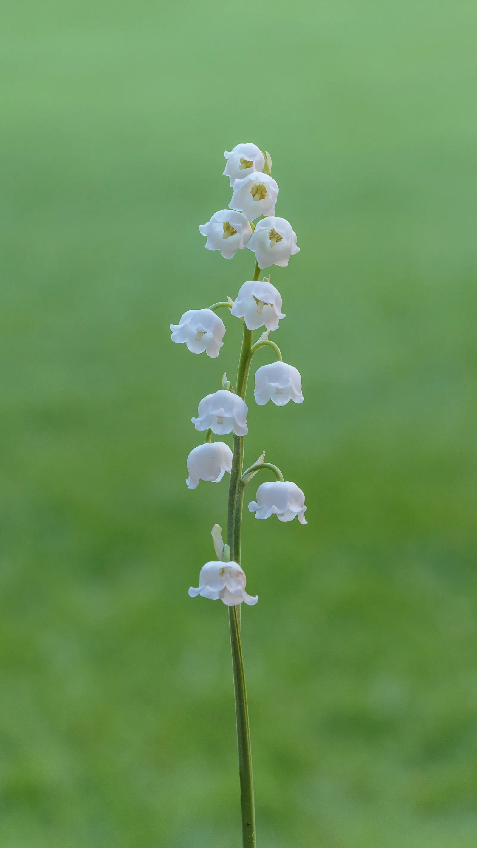 Lily-Of-The-Valley (Convallaria Majalis) — Spreads vigorously through rhizomes, ideal for woodland gardens