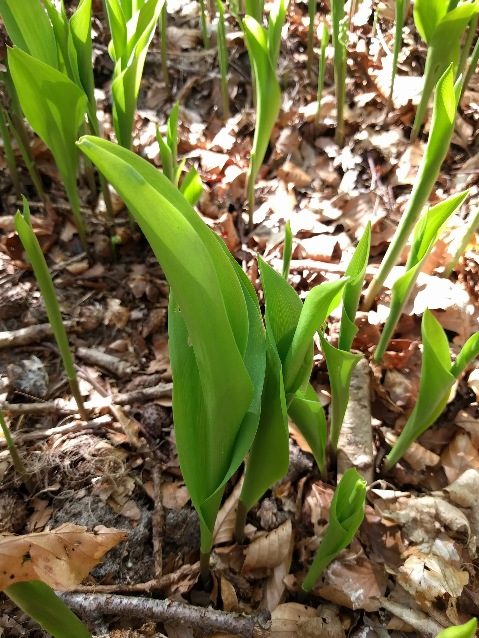 Lily-Of-The-Valley (Convallaria Majalis) — bell-shaped flowers and sweet fragrance; it thrives in partial to full shade, image 70