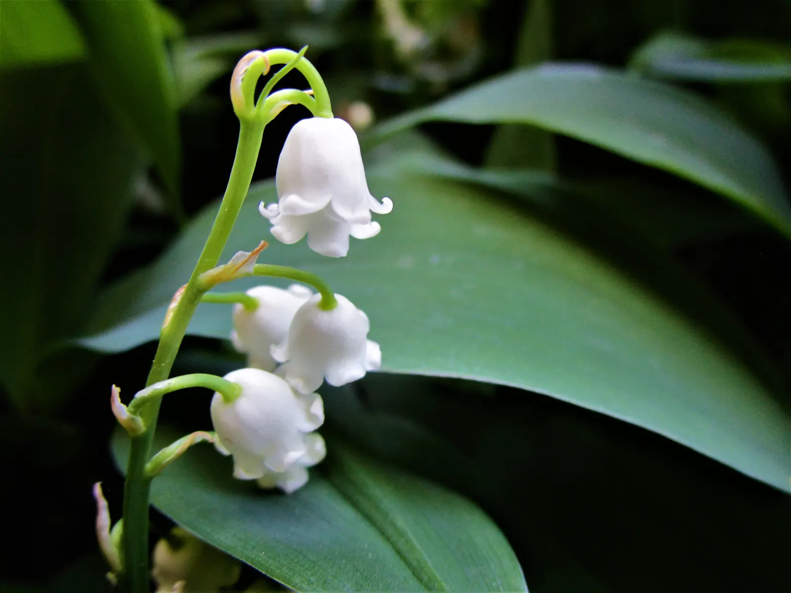 Lily-Of-The-Valley (Convallaria Majalis) — consider its utility as a ground cover under deciduous trees or within shaded borders; spreads vigorously through