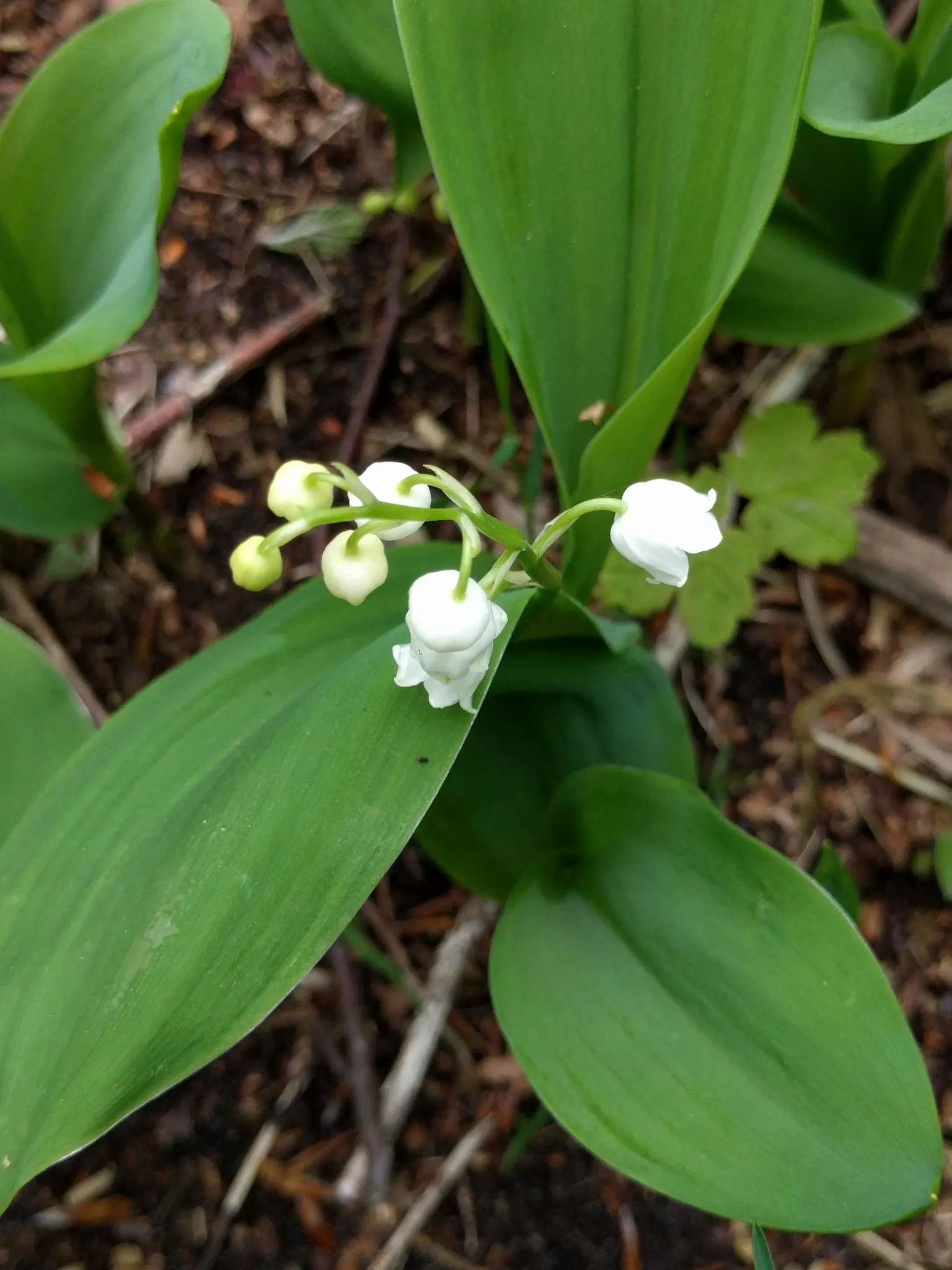 Lily-Of-The-Valley (Convallaria Majalis) — white flowers in the garden; ground cover / perennial with white blooms, image 94
