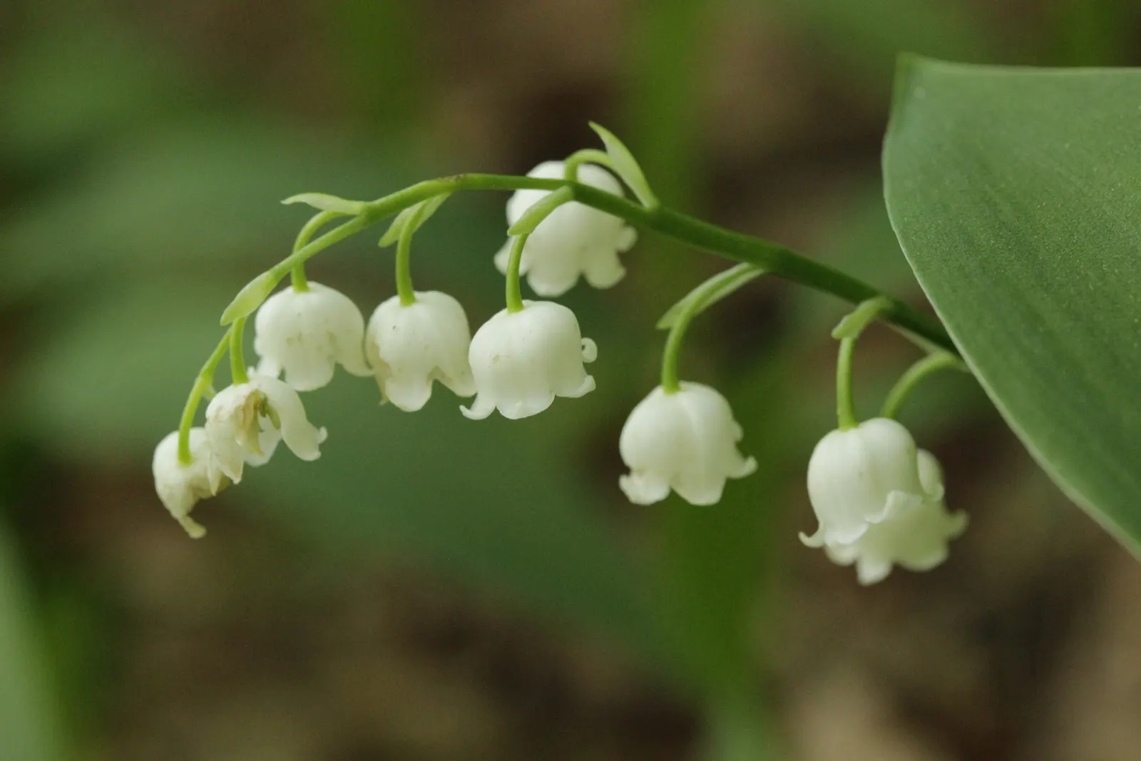 Lily-Of-The-Valley (Convallaria Majalis) — ground cover / perennial with white blooms; bell-shaped flowers and sweet fragrance, image 47