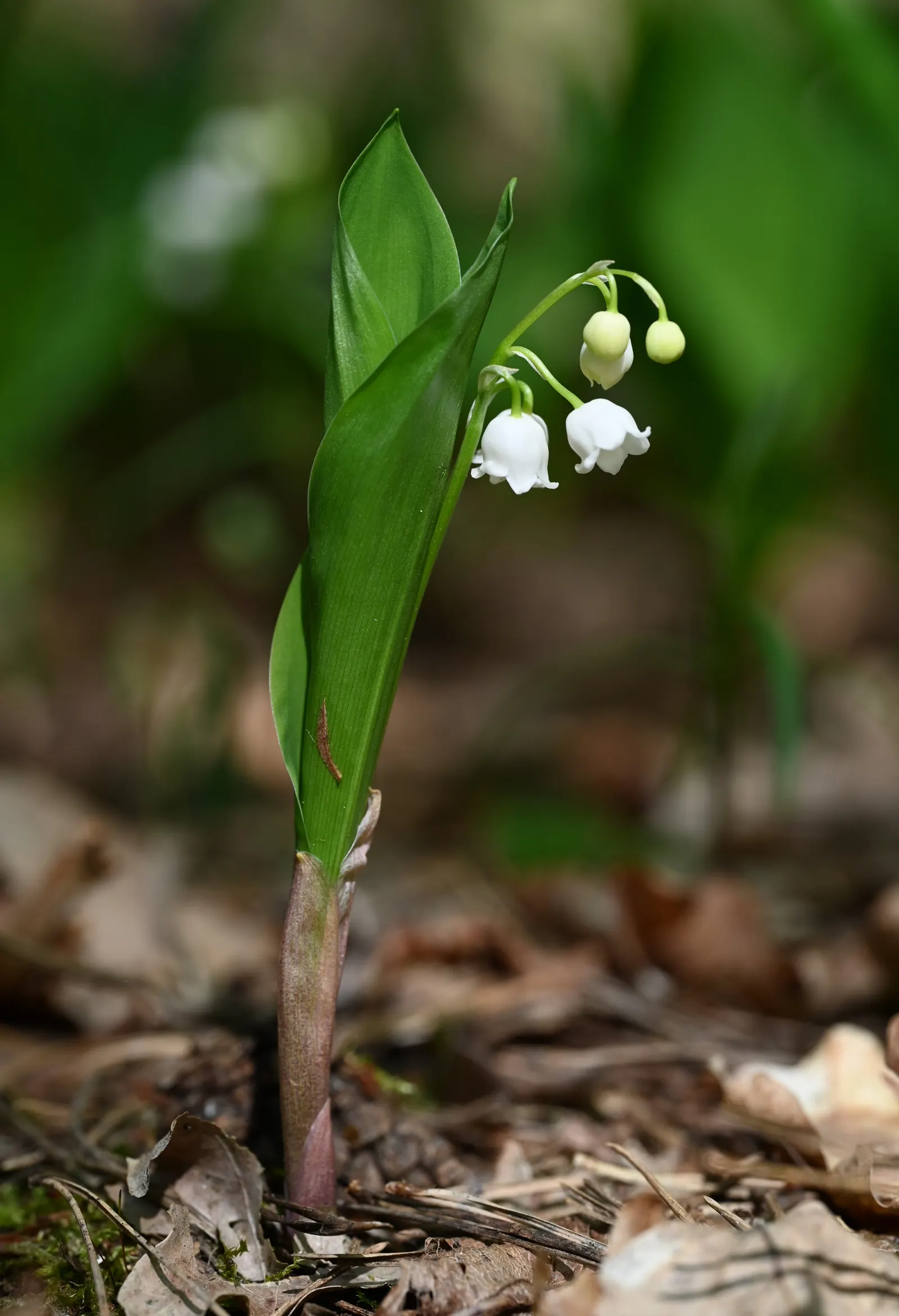 Lily-Of-The-Valley (Convallaria Majalis) — Zones 2-7, providing a delicate underlayer or edge planting with minimal maintenance requirements, image 69