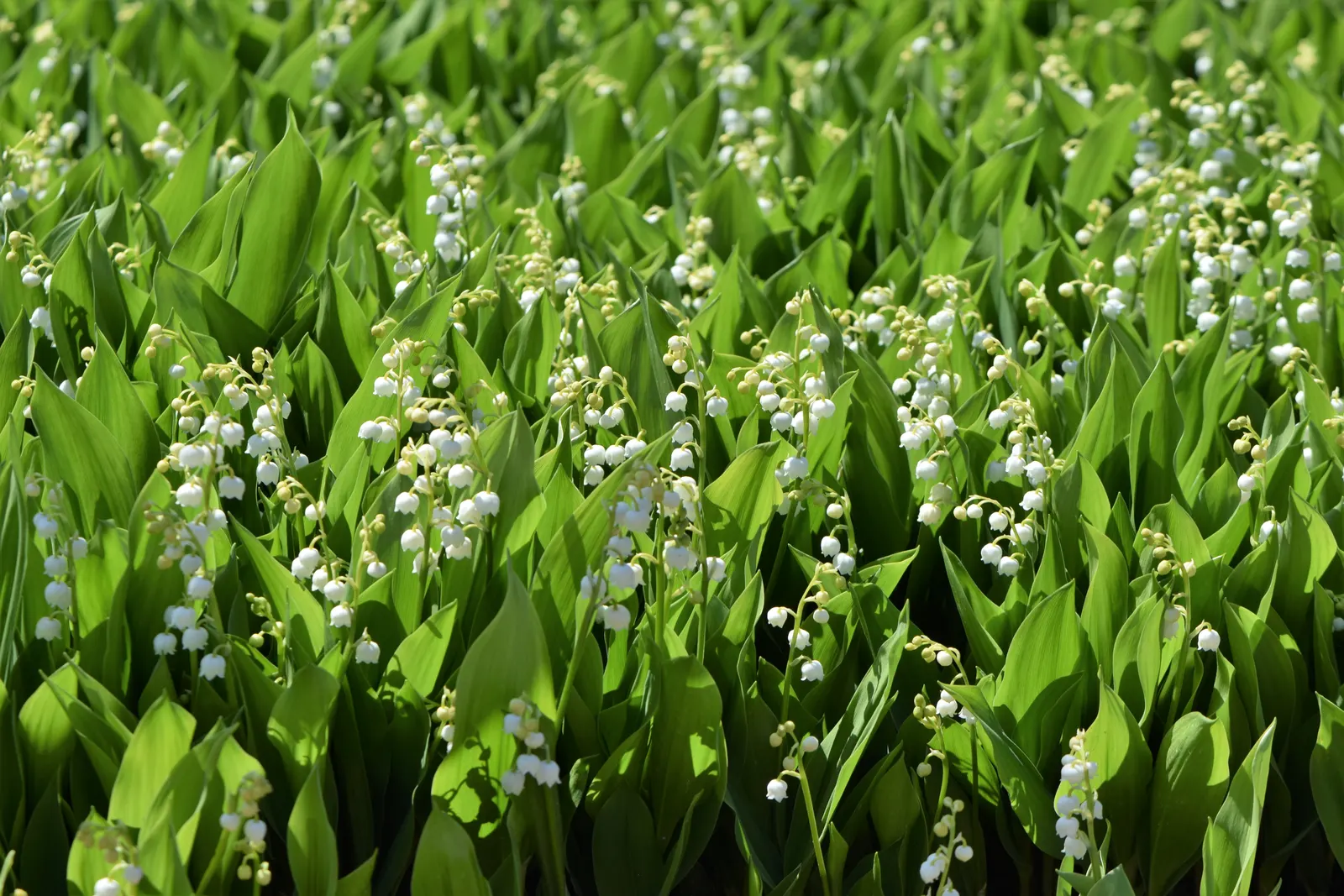 Lily-Of-The-Valley (Convallaria Majalis) — it thrives in partial to full shade; white flowers in the garden, image 87
