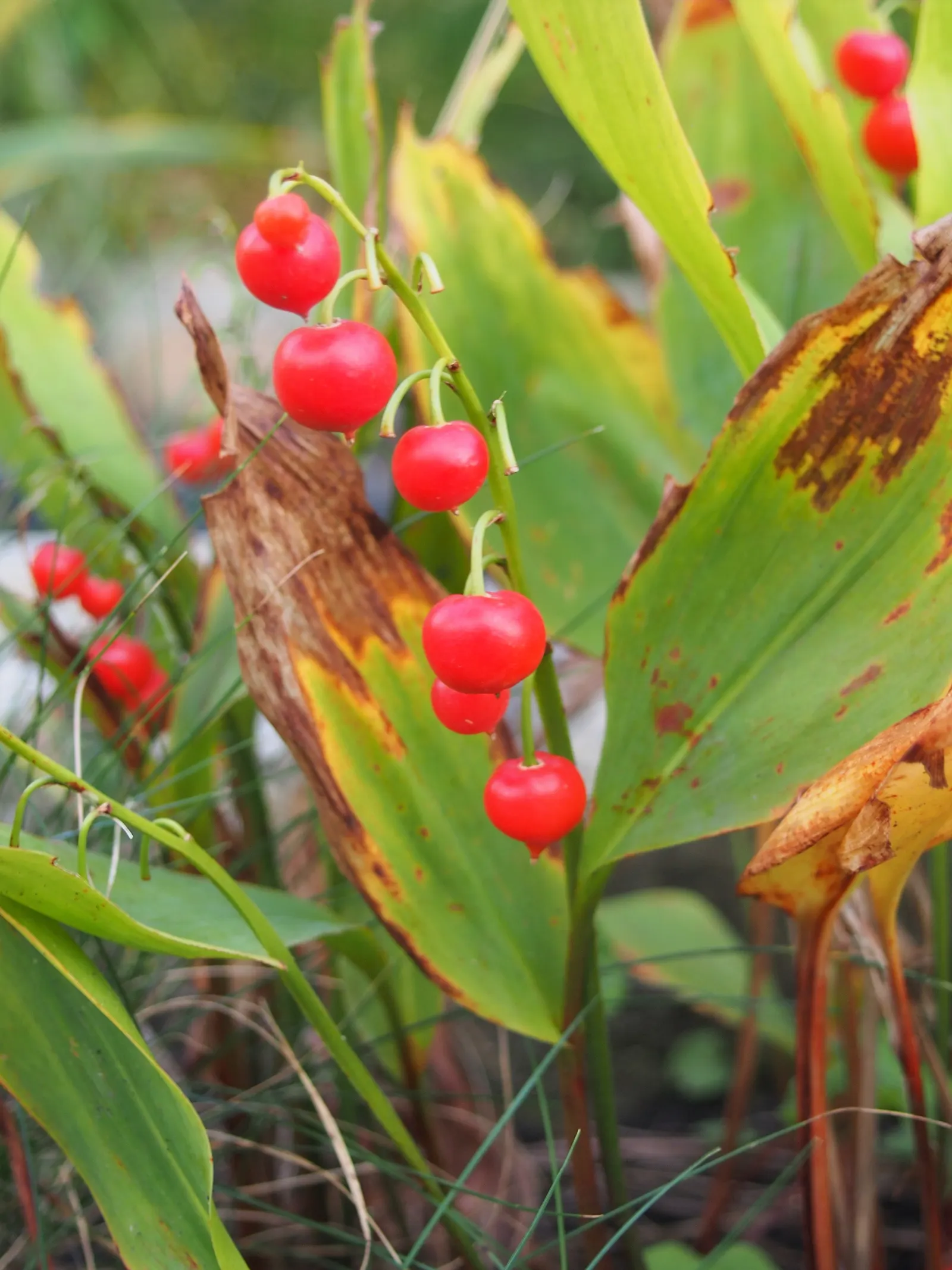 Lily-Of-The-Valley (Convallaria Majalis) — its picturesque look and olfactory allure certainly make it a worthwhile addition to any shade garden, image 93