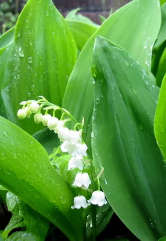 Lily-Of-The-Valley (Convallaria Majalis) — it thrives in partial to full shade; white flowers in the garden, image 55