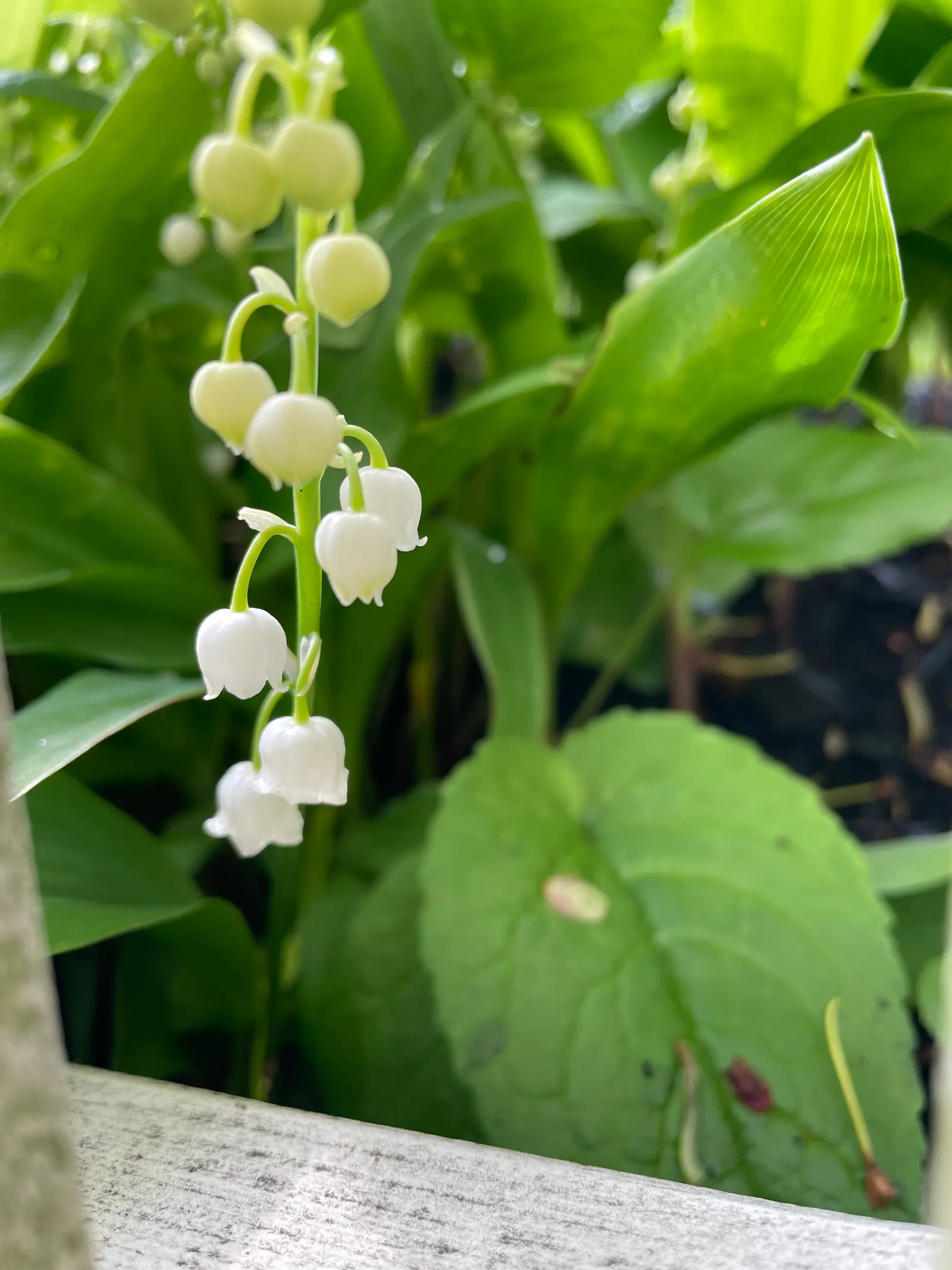 Lily-Of-The-Valley (Convallaria Majalis) — Zones 2-7, providing a delicate underlayer or edge planting with minimal maintenance requirements, image 37