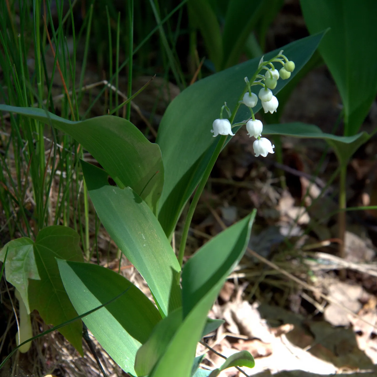 Lily-Of-The-Valley (Convallaria Majalis) — In late spring, usually around May, you'll be greeted with delicate white, sometimes pink-tinged, image 105