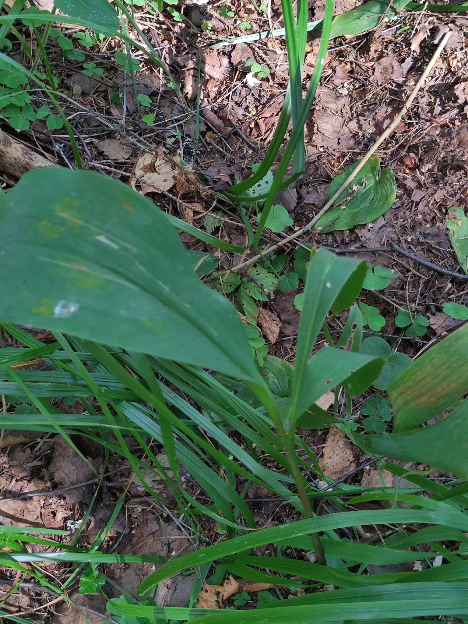 Lily-Of-The-Valley (Convallaria Majalis) — it thrives in partial to full shade; white flowers in the garden, image 71