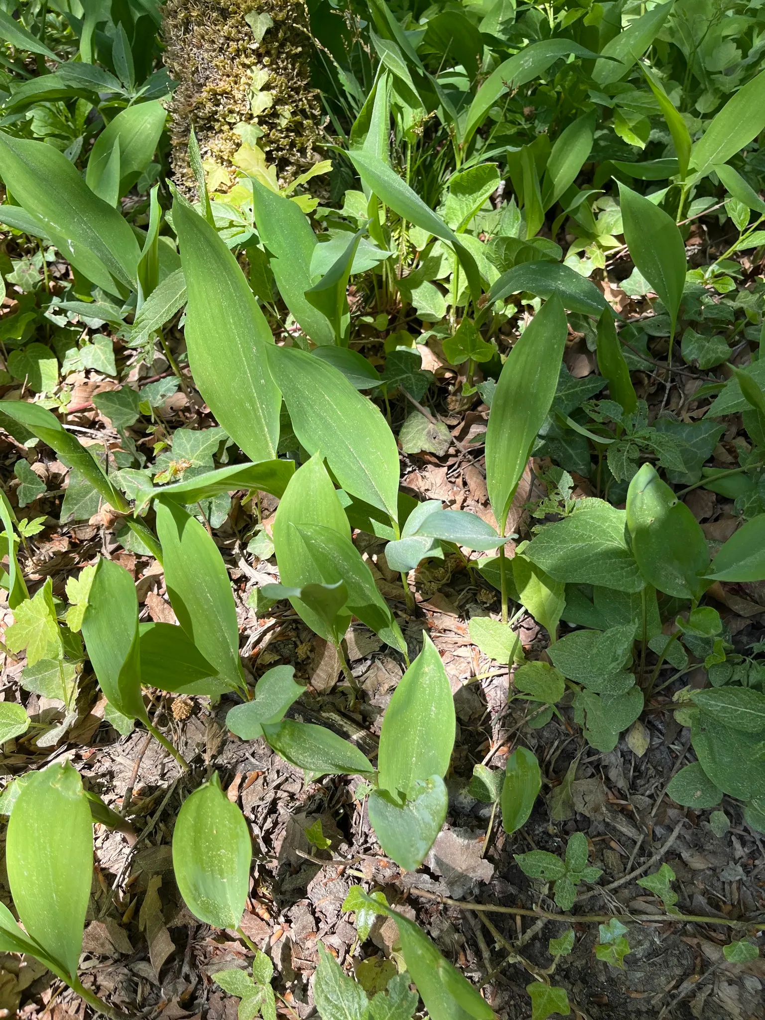 Lily-Of-The-Valley (Convallaria Majalis) — note that all parts of the plant are highly toxic if ingested; consider its utility as a ground cover, image 75