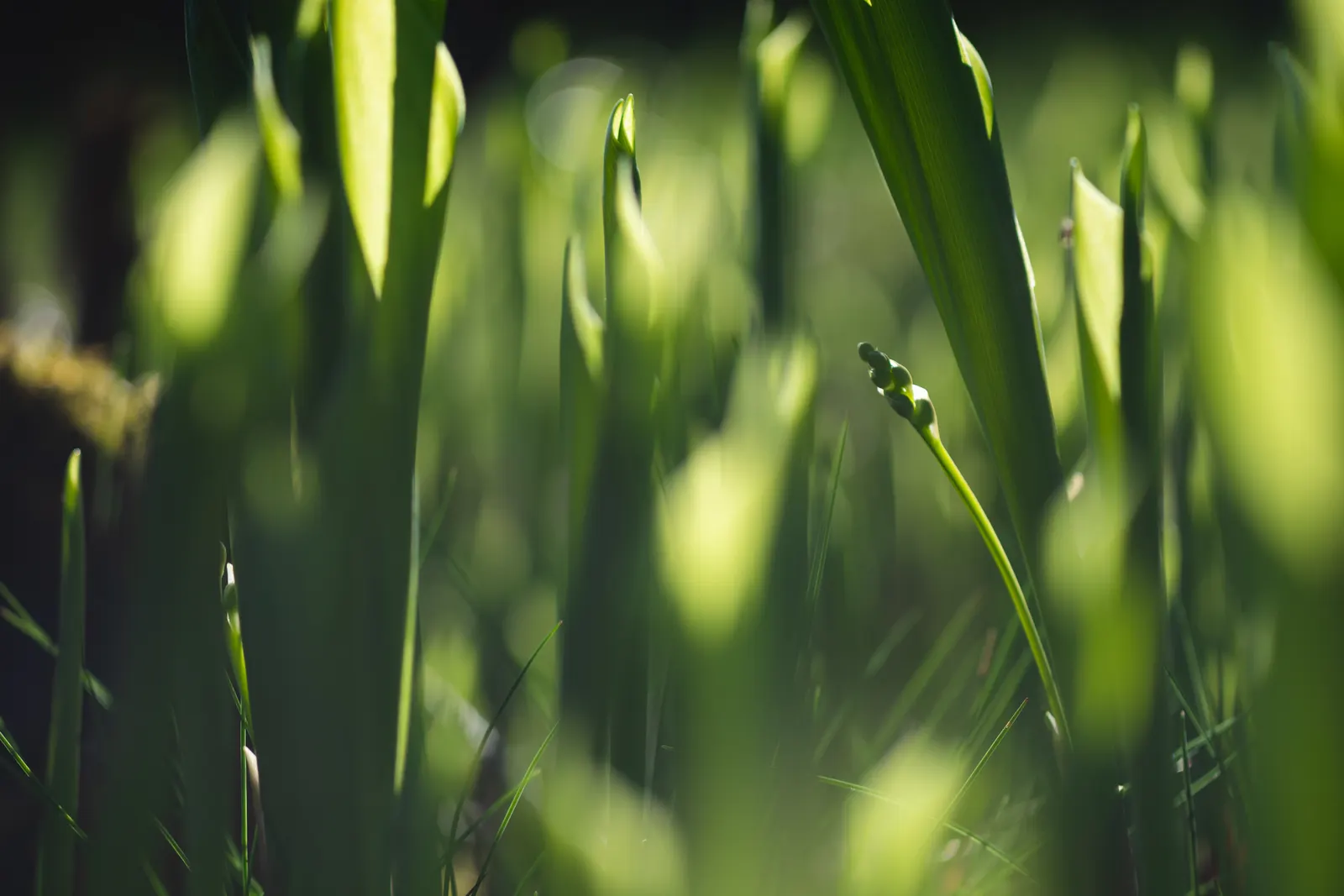 Lily-Of-The-Valley (Convallaria Majalis) — Zones 2-7, providing a delicate underlayer or edge planting with minimal maintenance requirements, image 53