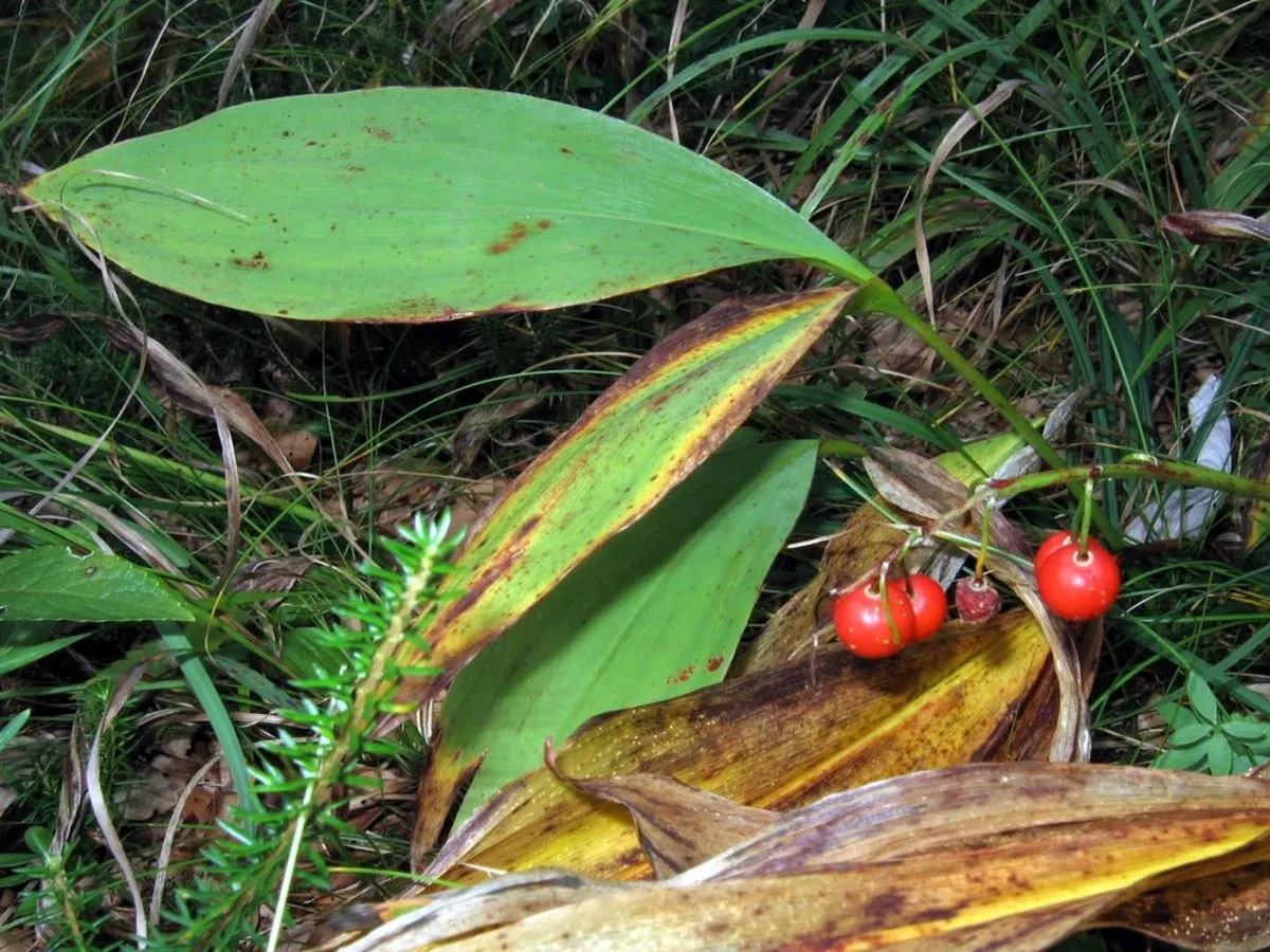 Lily-Of-The-Valley (Convallaria Majalis) — fragrant white flowers in late spring; beware: All parts are toxic if ingested, image 33