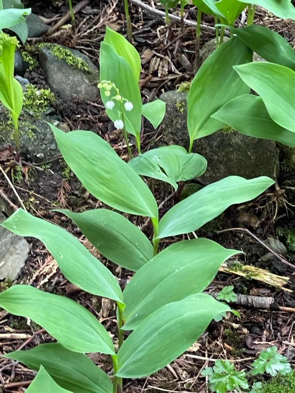 Lily-Of-The-Valley (Convallaria Majalis) — Spreads vigorously through rhizomes, ideal for woodland gardens; it thrives in partial to full shade and prefers