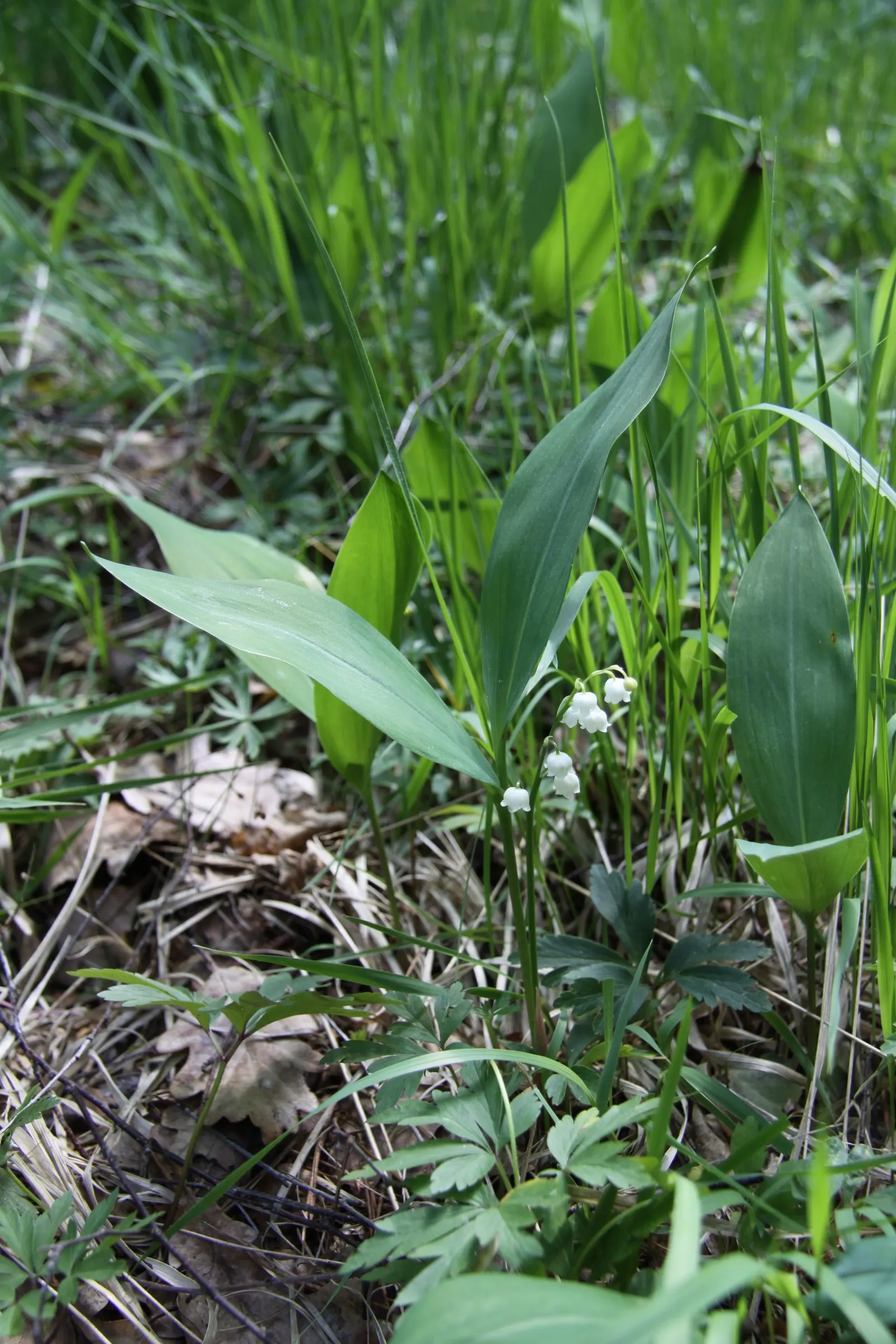 Lily-Of-The-Valley (Convallaria Majalis) — it thrives in partial to full shade and prefers moist; note that all parts of the plant are highly toxic, image 34