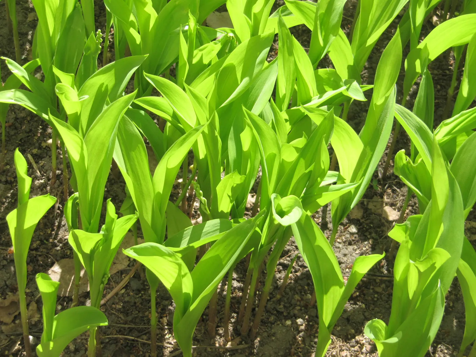 Lily-Of-The-Valley (Convallaria Majalis) — consider its utility as a ground cover under deciduous trees or within shaded borders; spreads, image 74