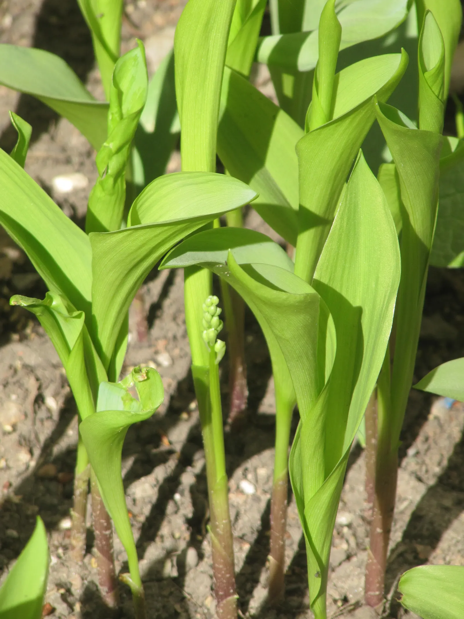 Lily-Of-The-Valley (Convallaria Majalis) — so caution is advised in gardens frequented by pets or small children; fragrant white flowers in late, image 76