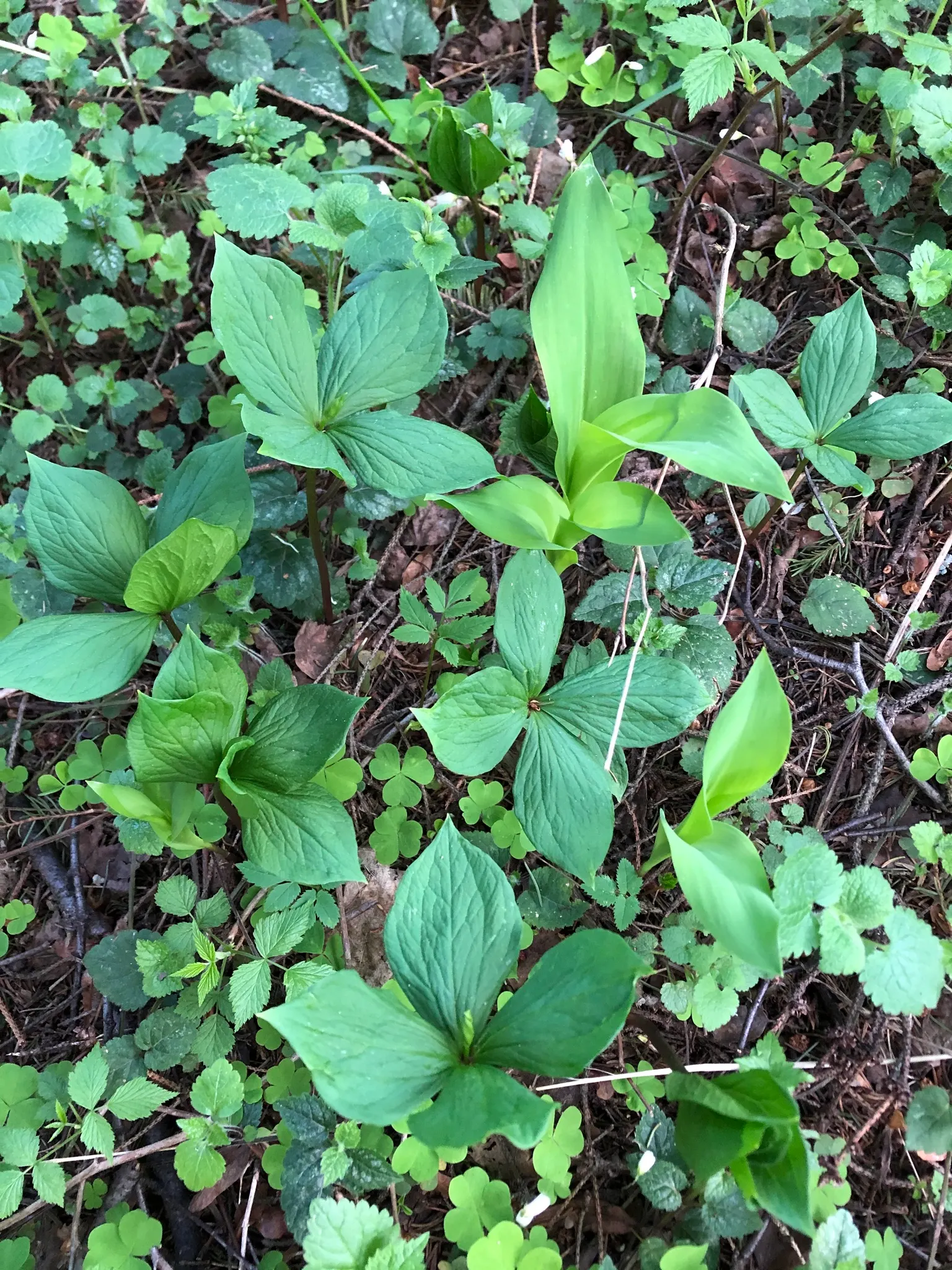 Lily-Of-The-Valley (Convallaria Majalis) — fragrant white flowers in late spring; beware: All parts are toxic if ingested, image 49