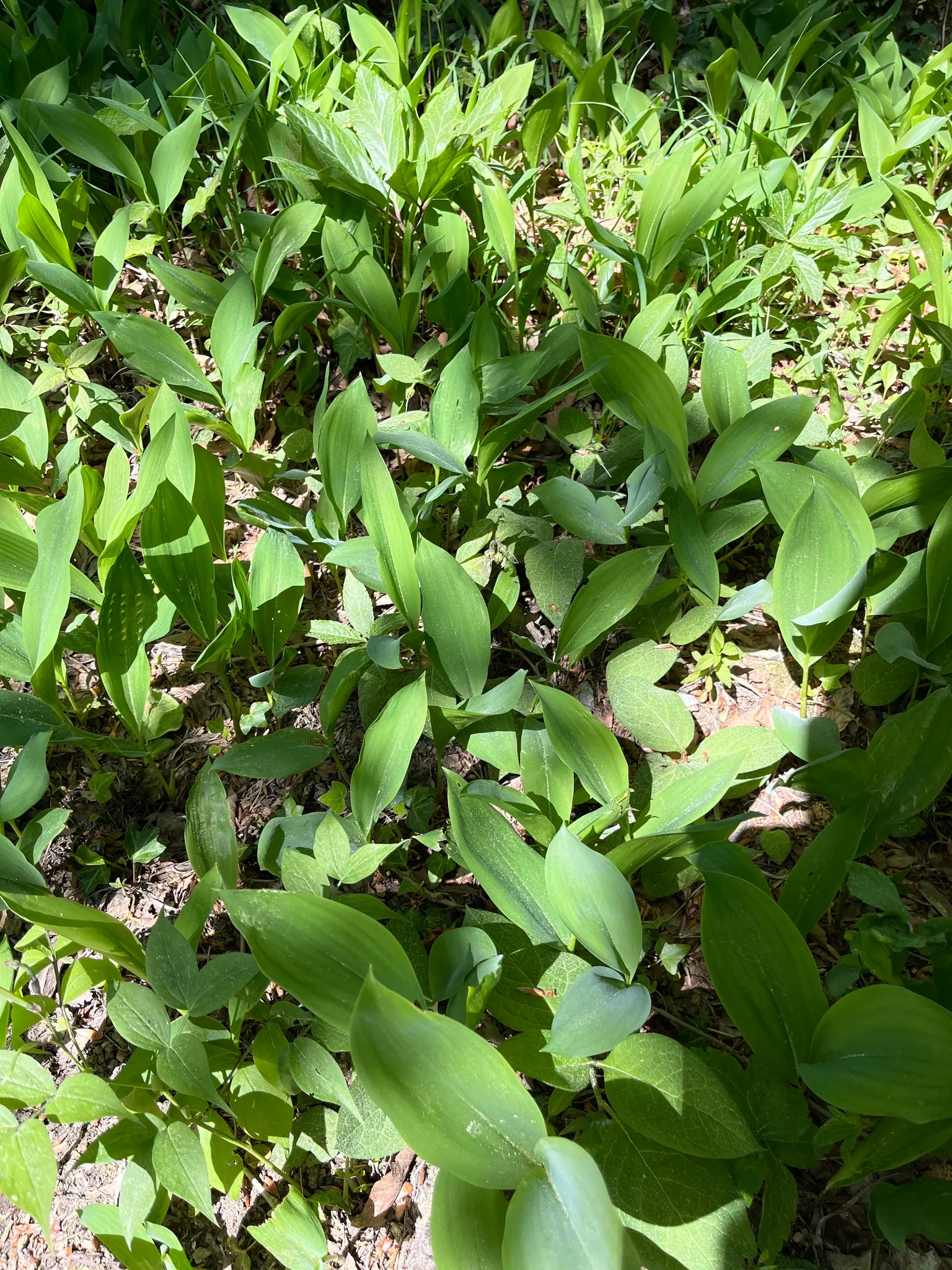 Lily-Of-The-Valley (Convallaria Majalis) — so caution is advised in gardens frequented by pets or small children; fragrant white flowers in late, image 92