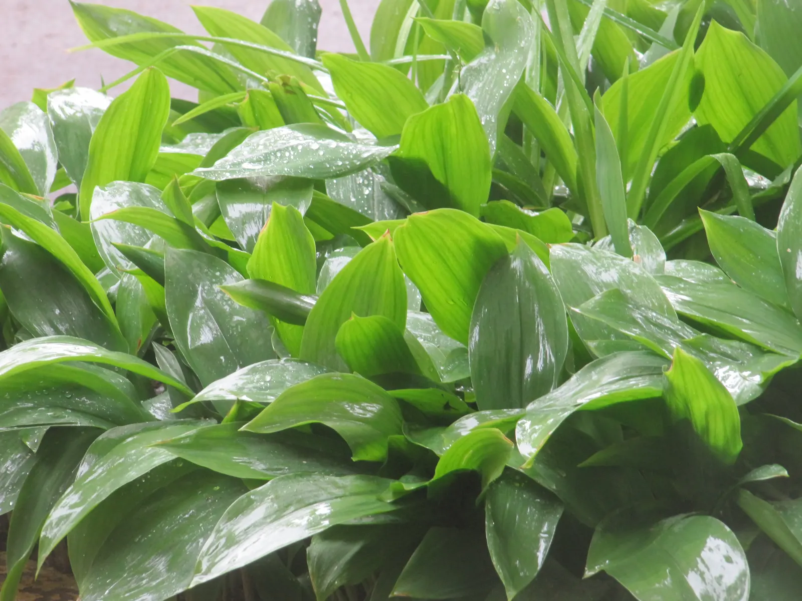 Lily-Of-The-Valley (Convallaria Majalis) — In late spring, usually around May, you'll be greeted with delicate white, sometimes pink-tinged, flowers; so