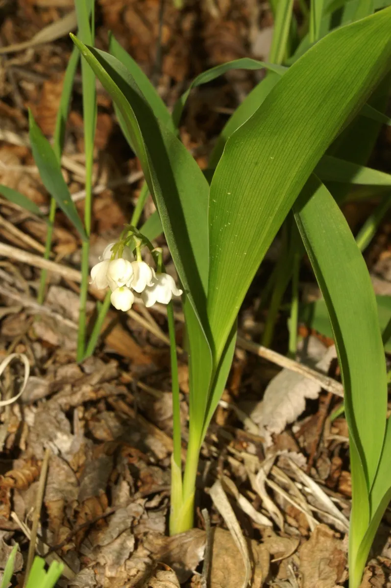 Lily-Of-The-Valley (Convallaria Majalis) — well-drained soil with a slightly acidic to neutral pH; zones 2-7, providing a delicate underlayer or, image 40