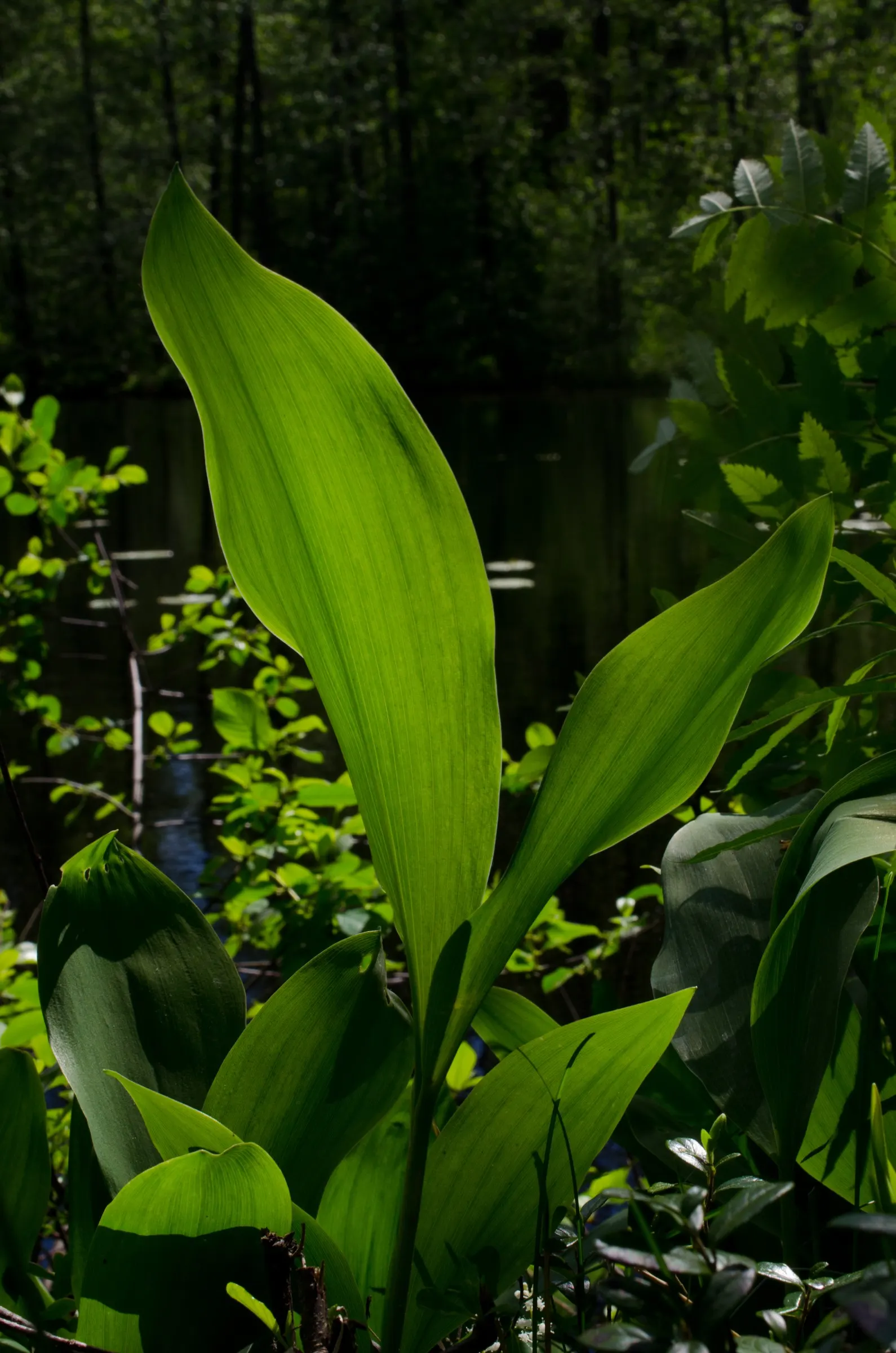 Lily-Of-The-Valley (Convallaria Majalis) — its picturesque look and olfactory allure certainly make it a worthwhile addition to any shade garden